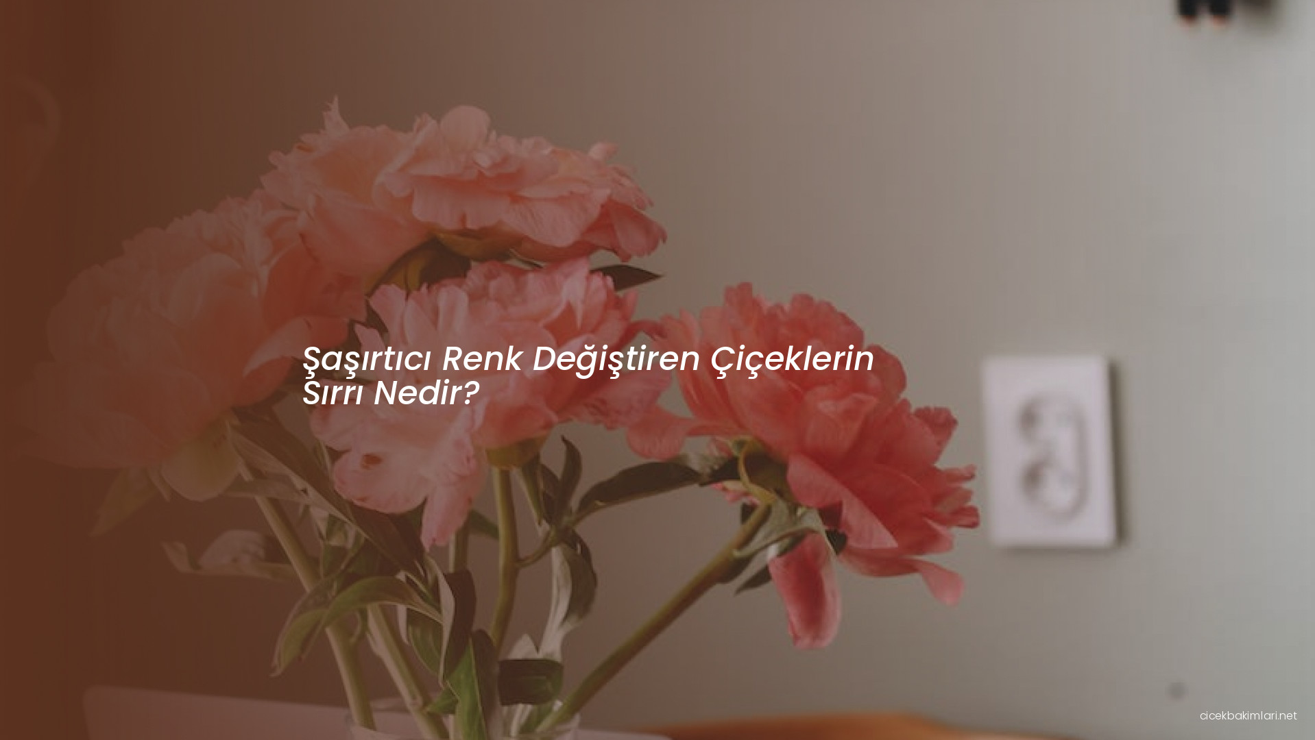 Şaşırtıcı Renk Değiştiren Çiçeklerin Sırrı Nedir?