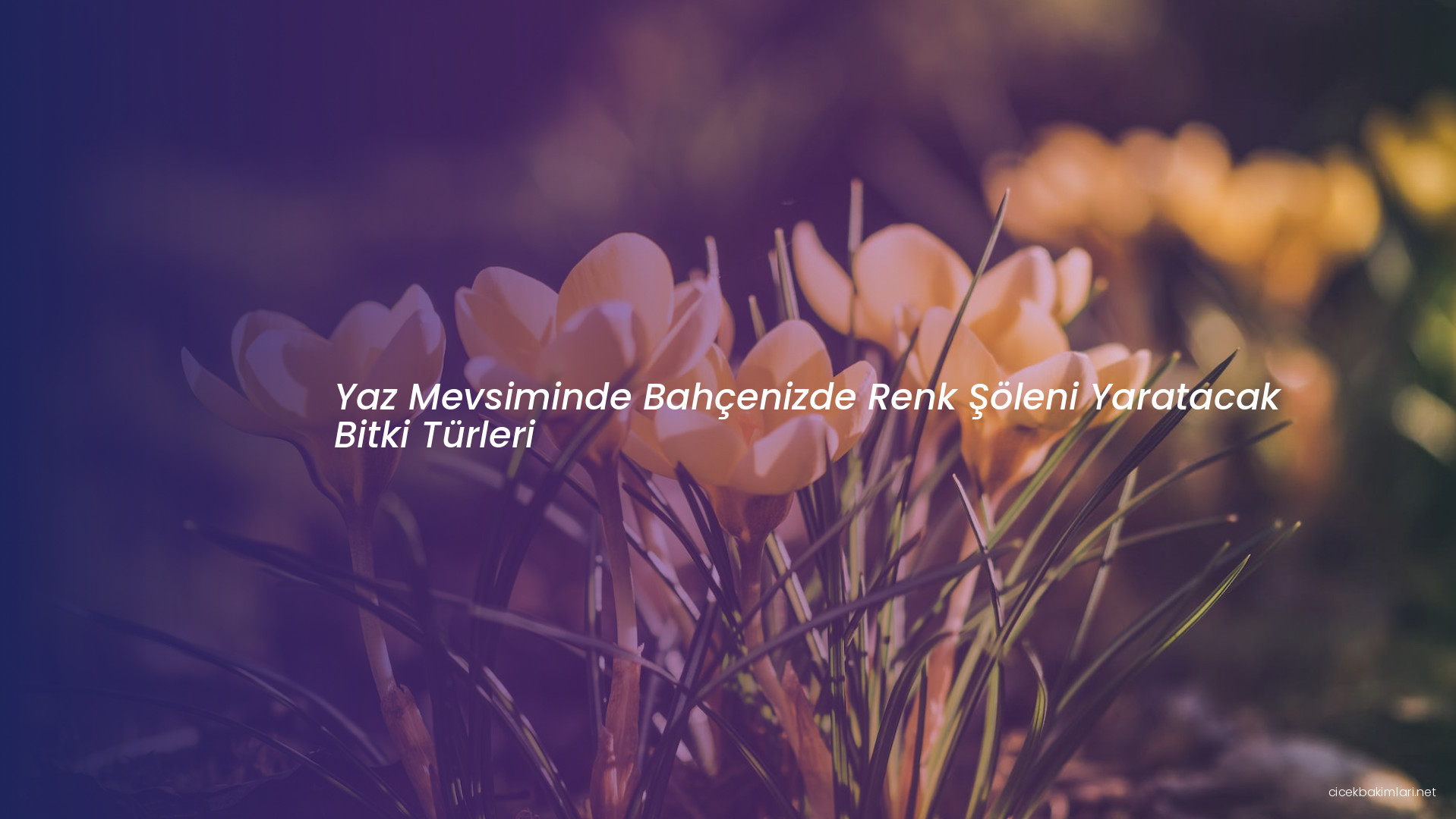 Yaz Mevsiminde Bahçenizde Renk Şöleni Yaratacak Bitki Türleri