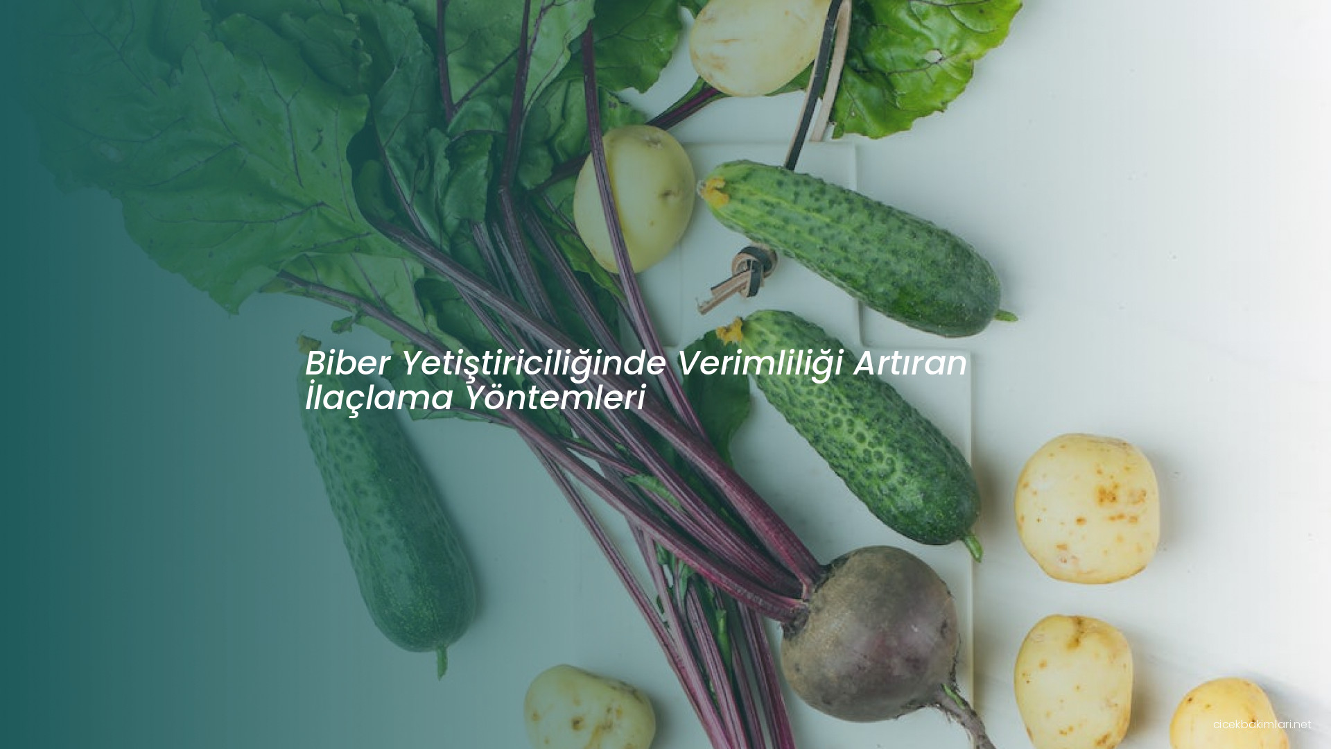 Biber Yetiştiriciliğinde Verimliliği Artıran İlaçlama Yöntemleri