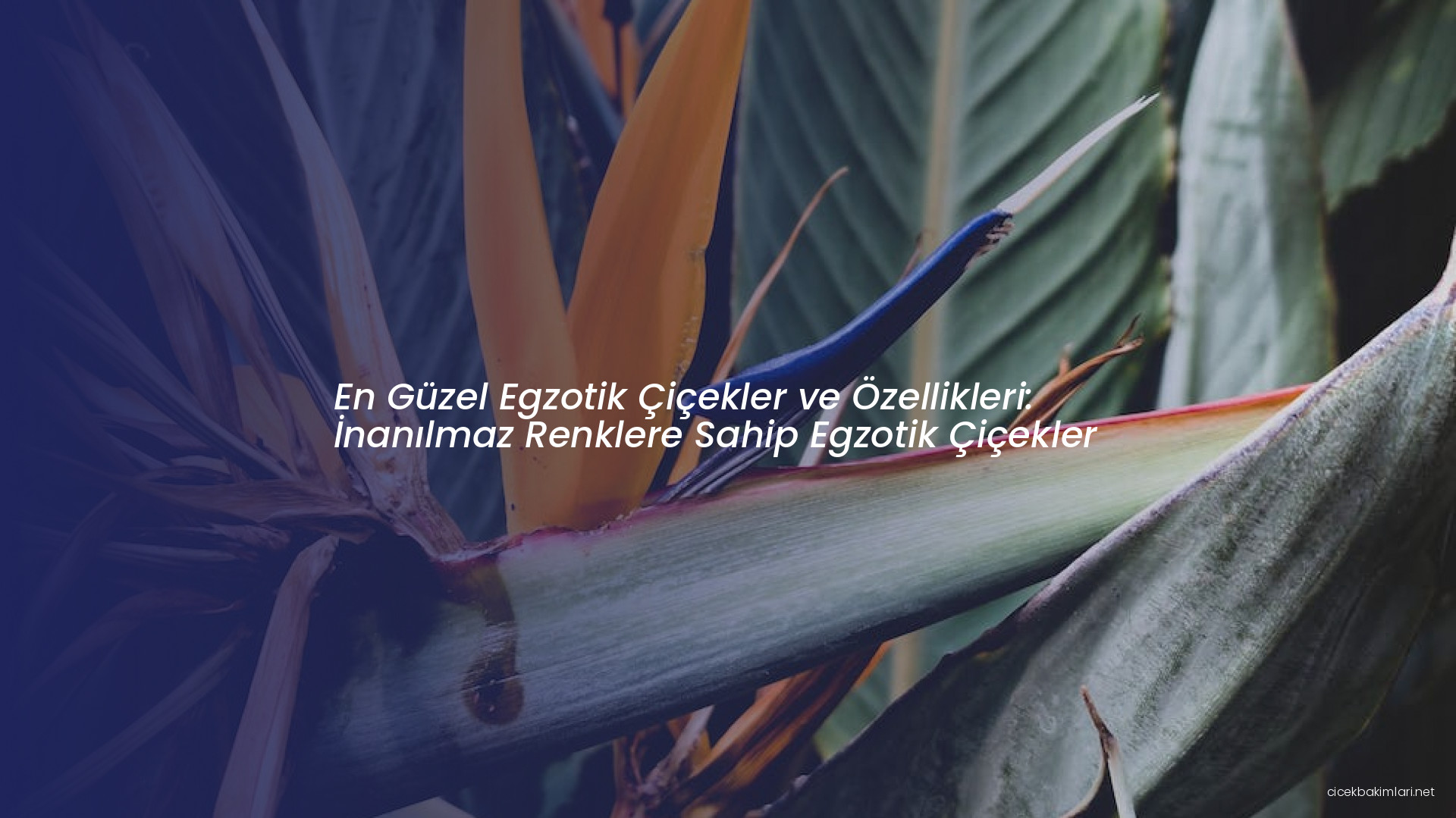 En Güzel Egzotik Çiçekler ve Özellikleri: İnanılmaz Renklere Sahip Egzotik Çiçekler
