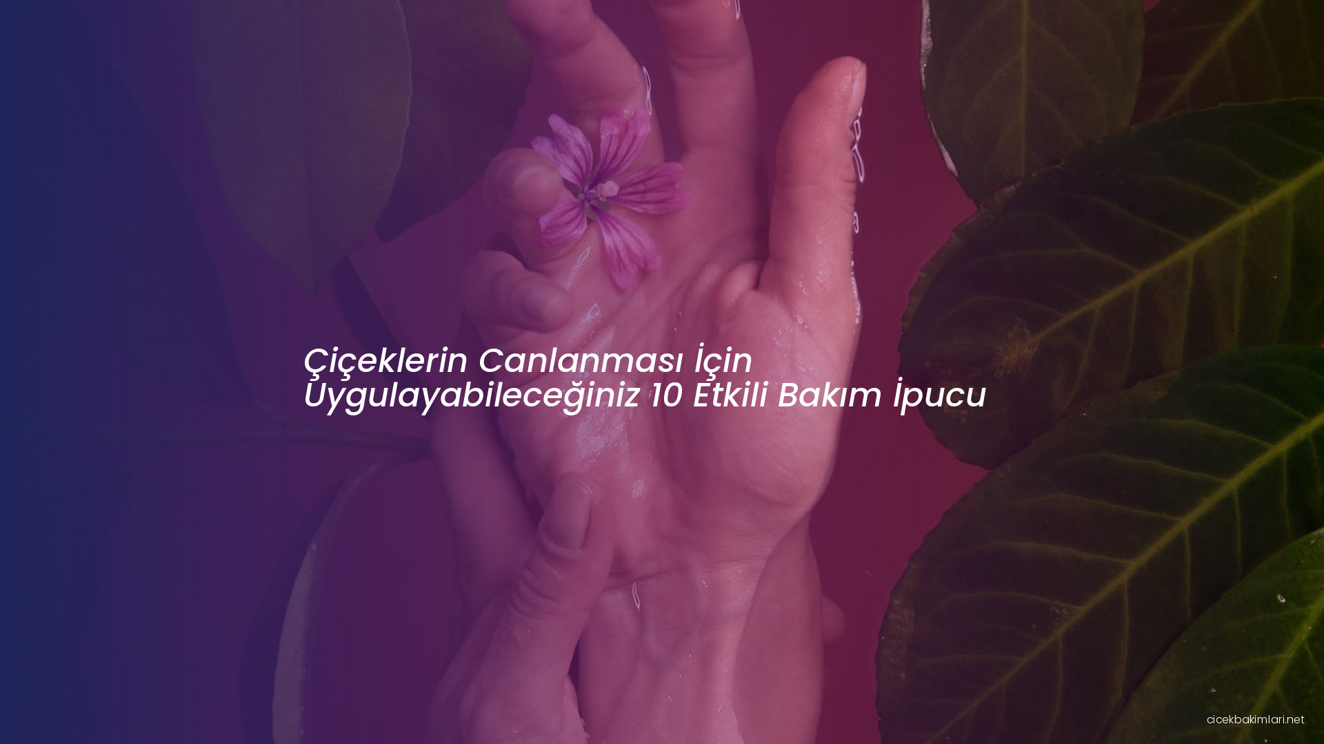 Çiçeklerin Canlanması İçin Uygulayabileceğiniz 10 Etkili Bakım İpucu