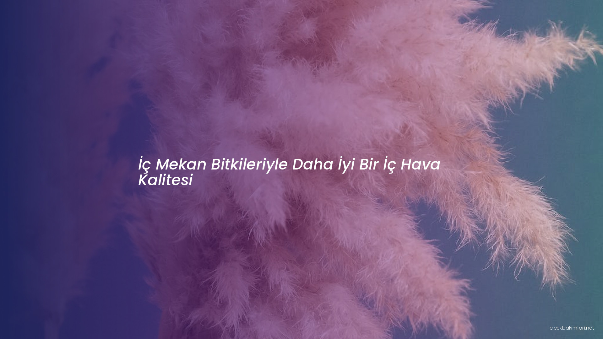 İç Mekan Bitkileriyle Daha İyi Bir İç Hava Kalitesi