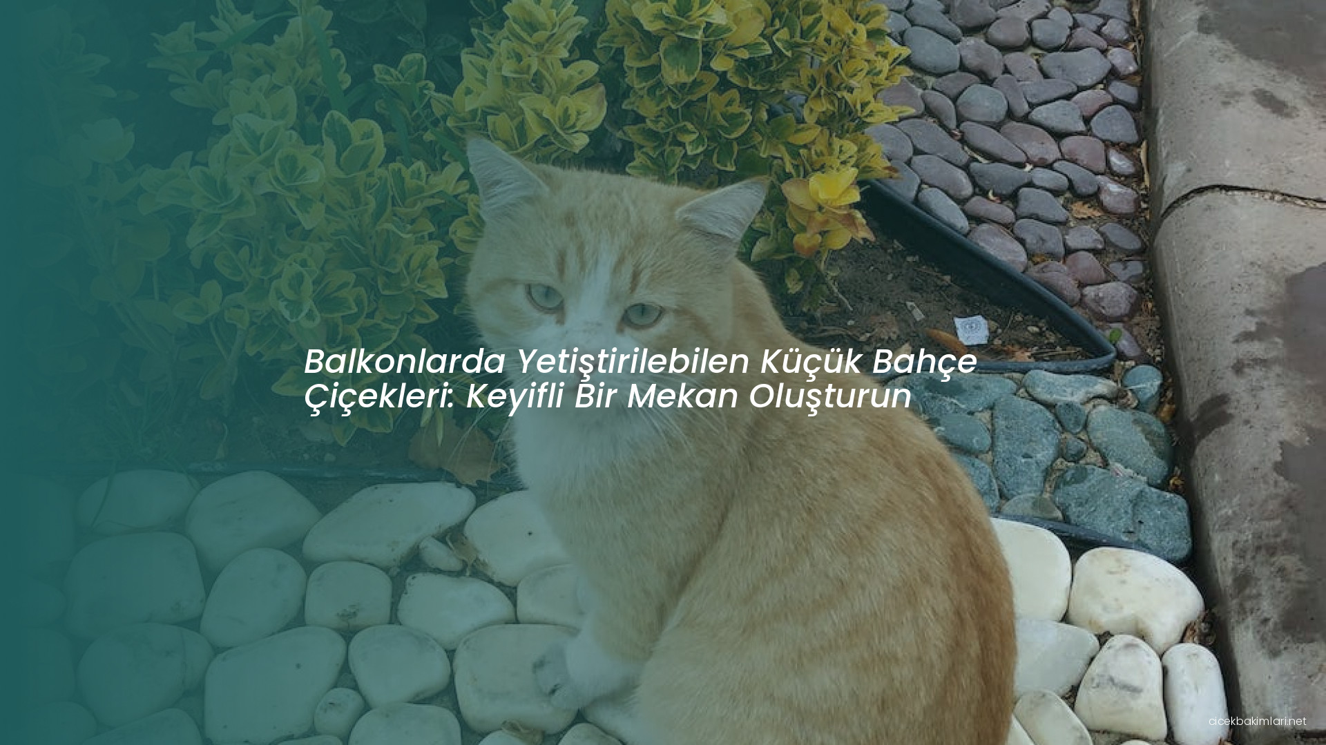 Balkonlarda Yetiştirilebilen Küçük Bahçe Çiçekleri: Keyifli Bir Mekan Oluşturun