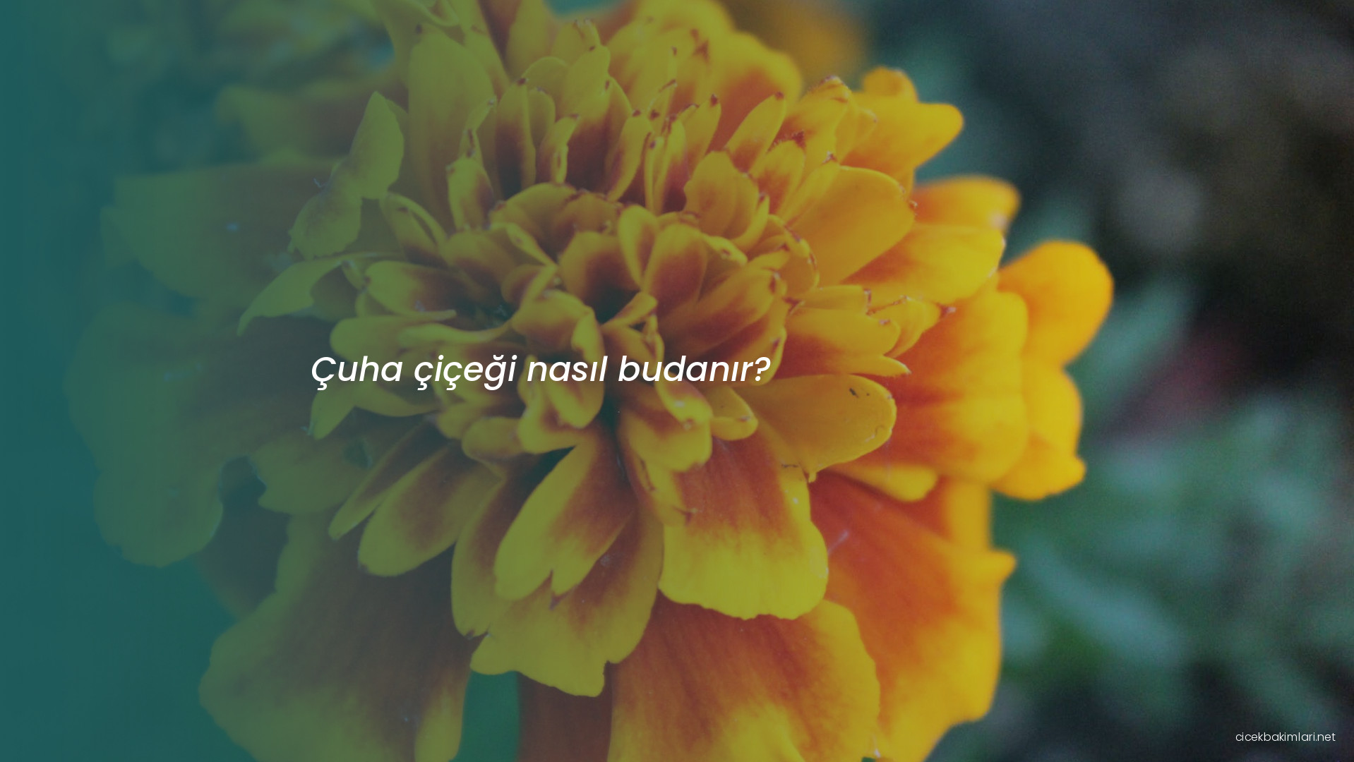 Çuha çiçeği nasıl budanır?