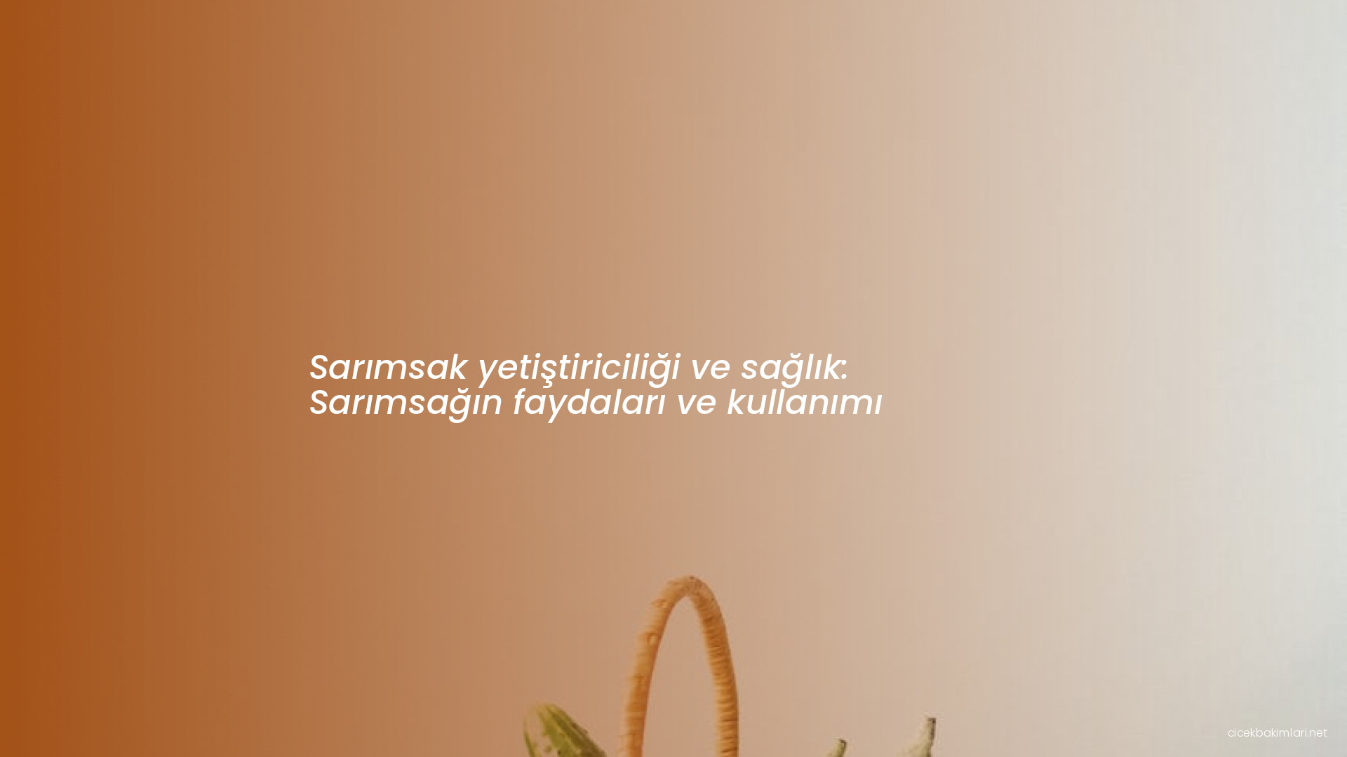 Sarımsak yetiştiriciliği ve sağlık: Sarımsağın faydaları ve kullanımı