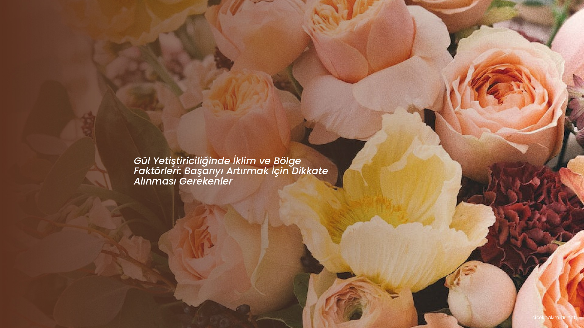 Gül Yetiştiriciliğinde İklim ve Bölge Faktörleri: Başarıyı Artırmak İçin Dikkate Alınması Gerekenler