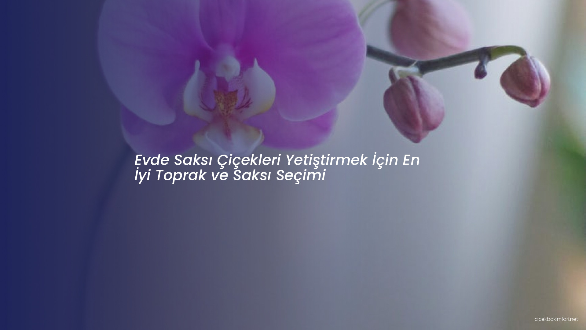 Evde Saksı Çiçekleri Yetiştirmek İçin En İyi Toprak ve Saksı Seçimi