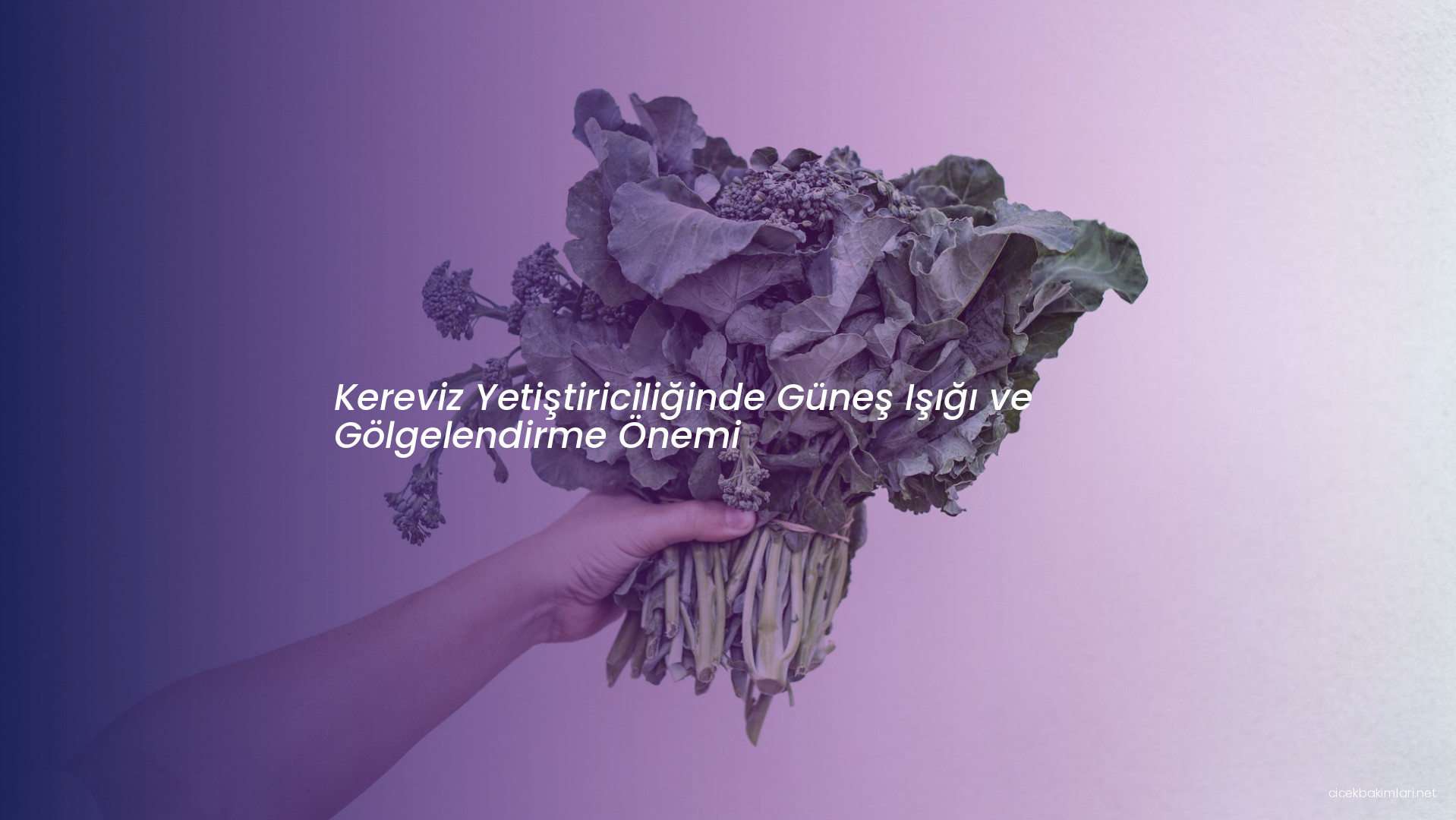 Kereviz Yetiştiriciliğinde Güneş Işığı ve Gölgelendirme Önemi