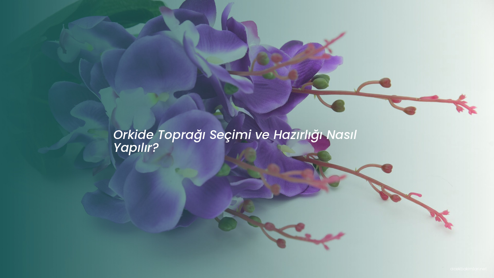 Orkide Toprağı Seçimi ve Hazırlığı Nasıl Yapılır?