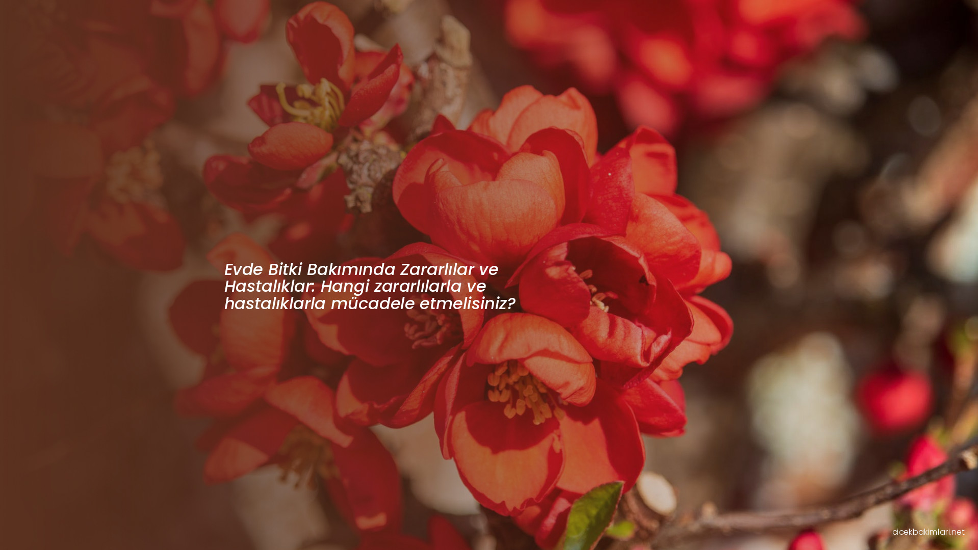 Evde Bitki Bakımında Zararlılar ve Hastalıklar: Hangi zararlılarla ve hastalıklarla mücadele etmelisiniz?