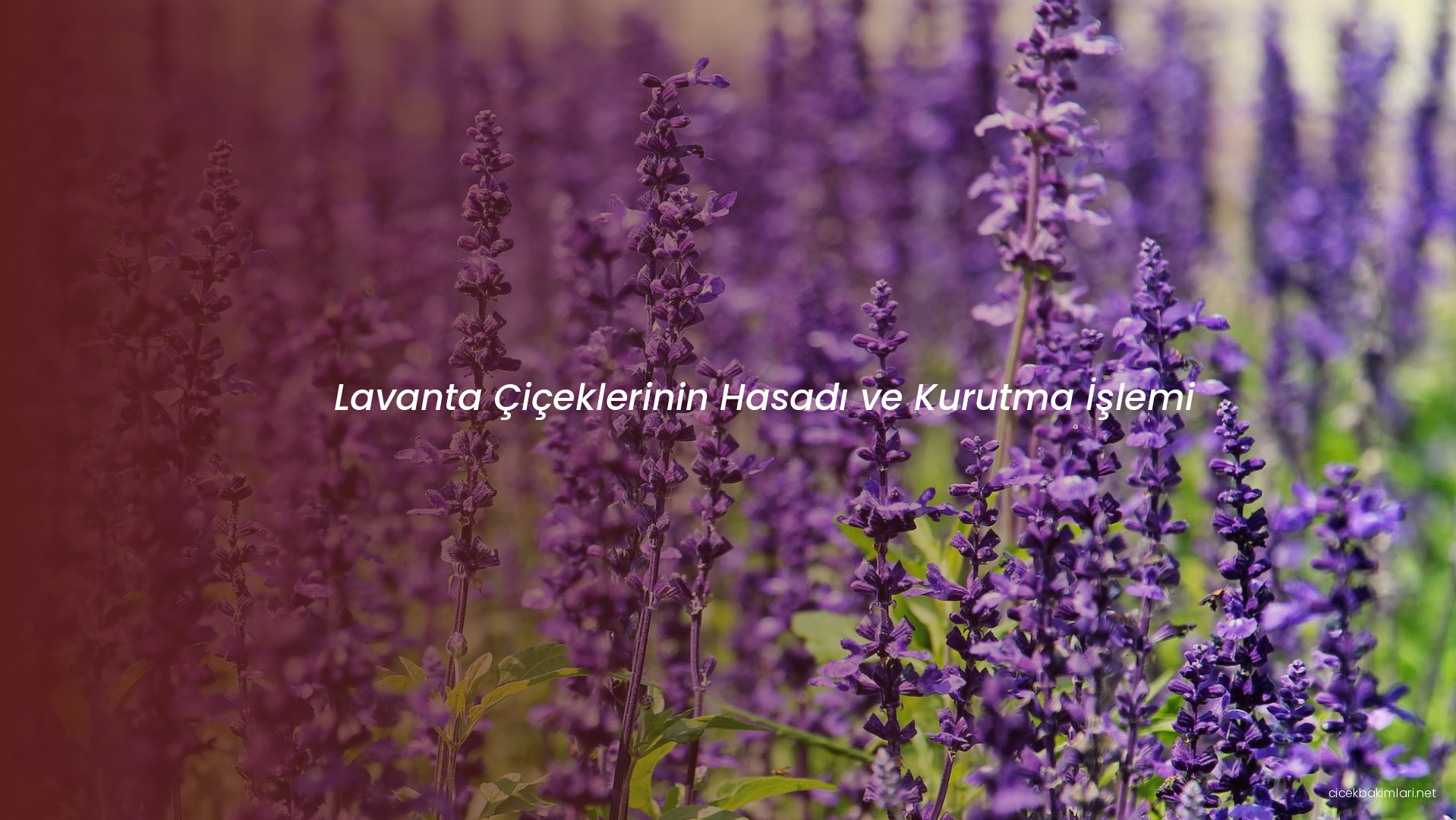 Lavanta Çiçeklerinin Hasadı ve Kurutma İşlemi