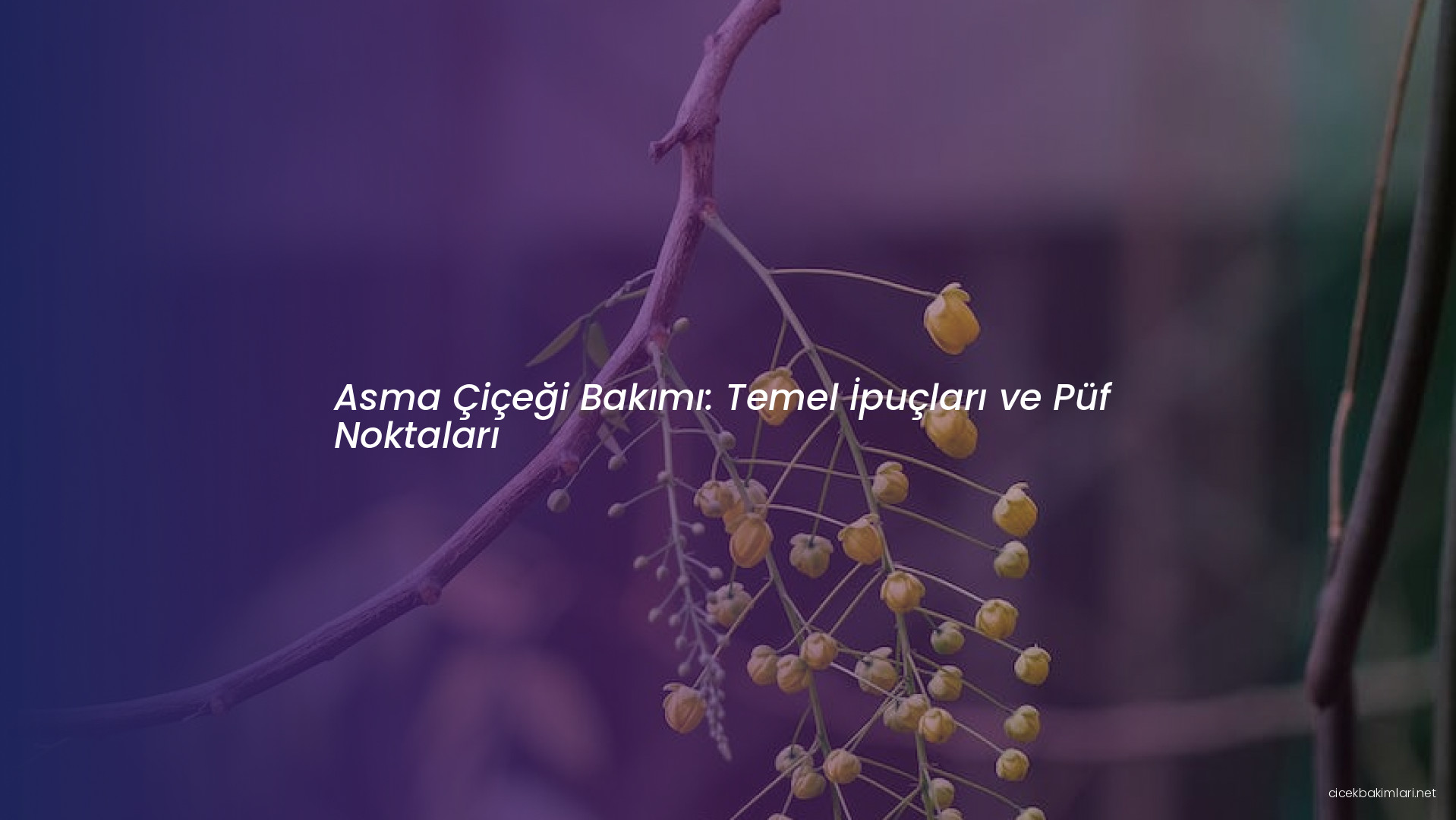 Asma Çiçeği Bakımı: Temel İpuçları ve Püf Noktaları