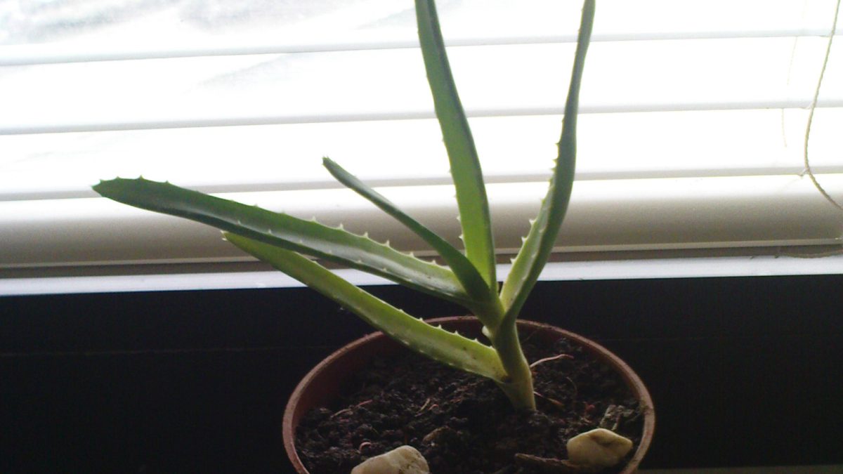 Aloe Vera jeli cilde nasıl uygulanır?