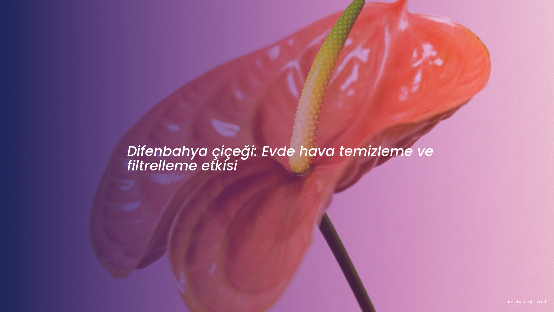 Difenbahya çiçeği: Evde hava temizleme ve filtrelleme etkisi