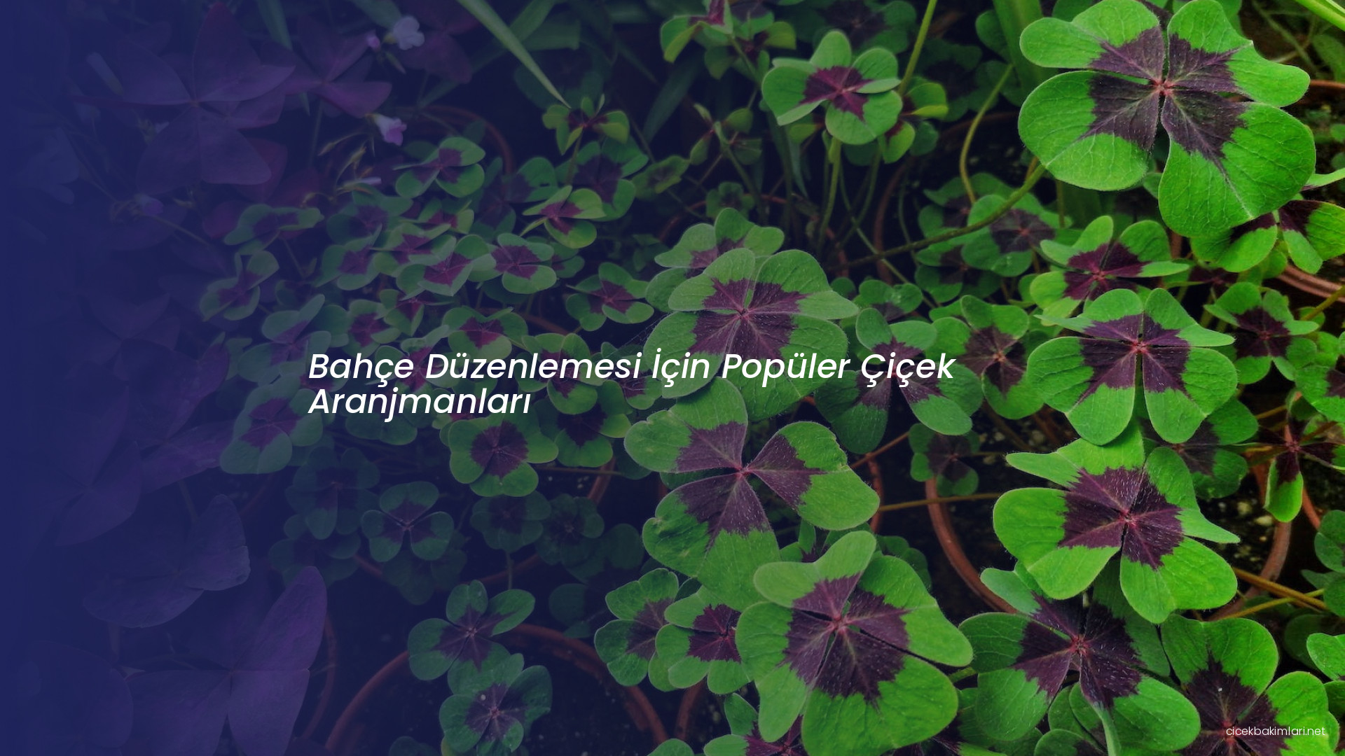 Bahçe Düzenlemesi İçin Popüler Çiçek Aranjmanları