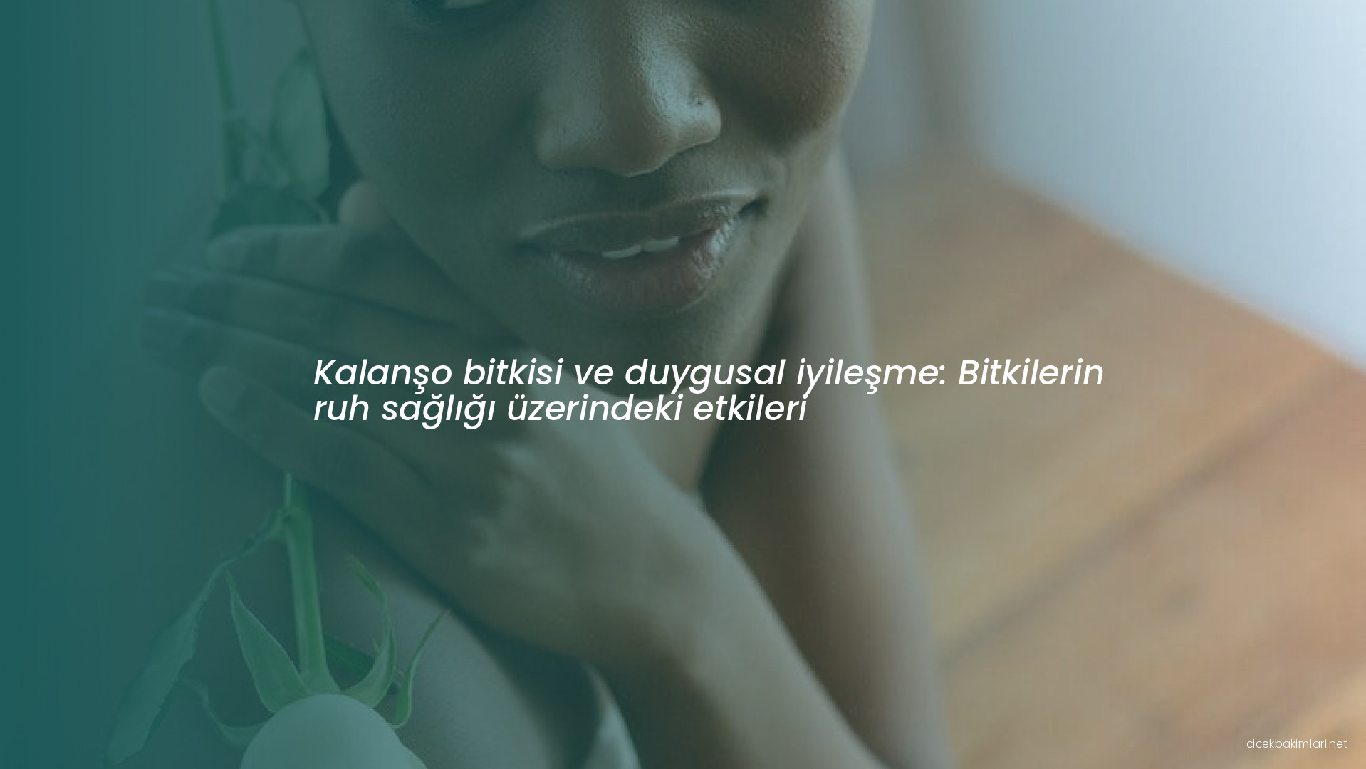 Kalanşo bitkisi ve duygusal iyileşme: Bitkilerin ruh sağlığı üzerindeki etkileri