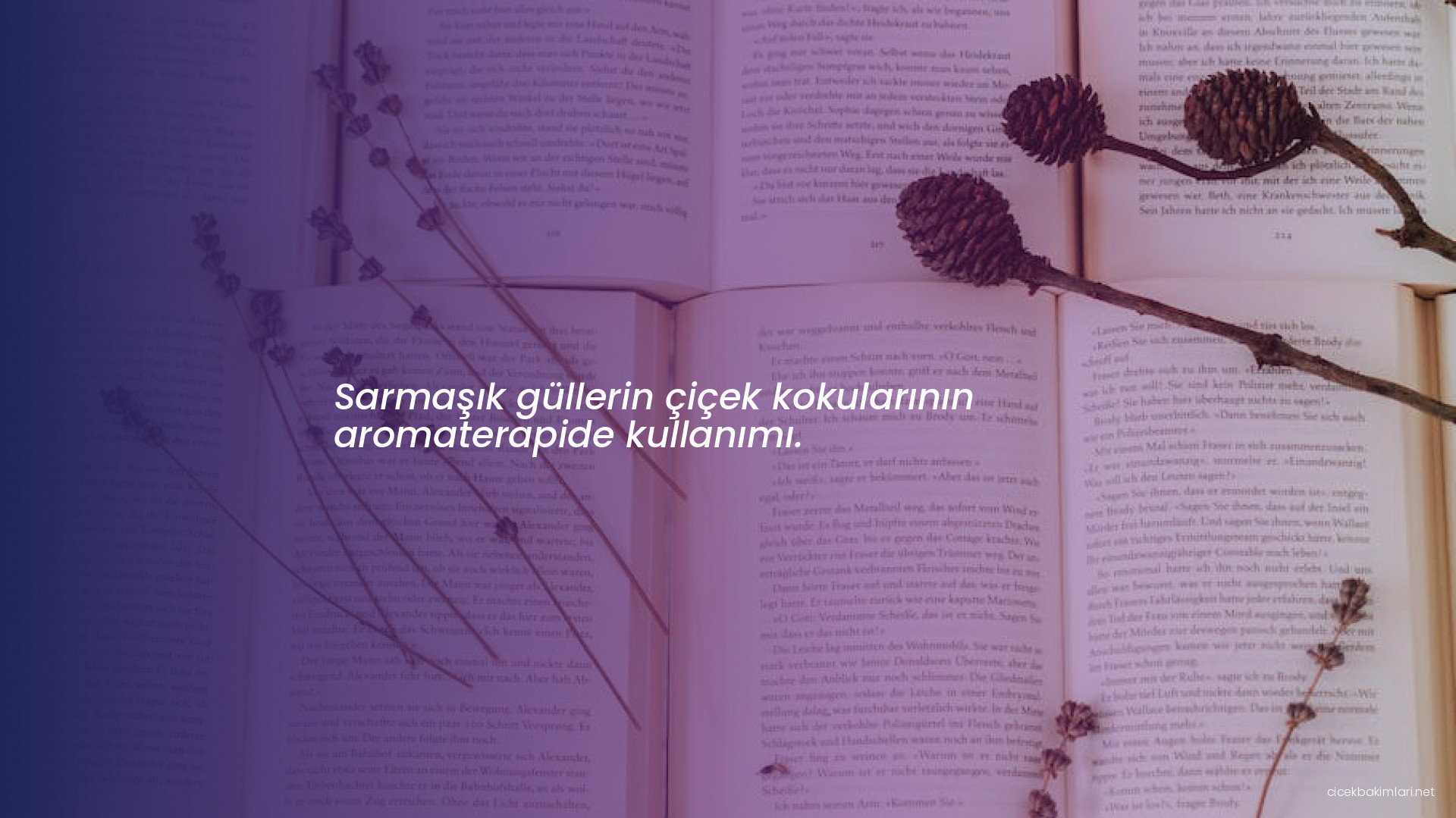 Sarmaşık güllerin çiçek kokularının aromaterapide kullanımı.