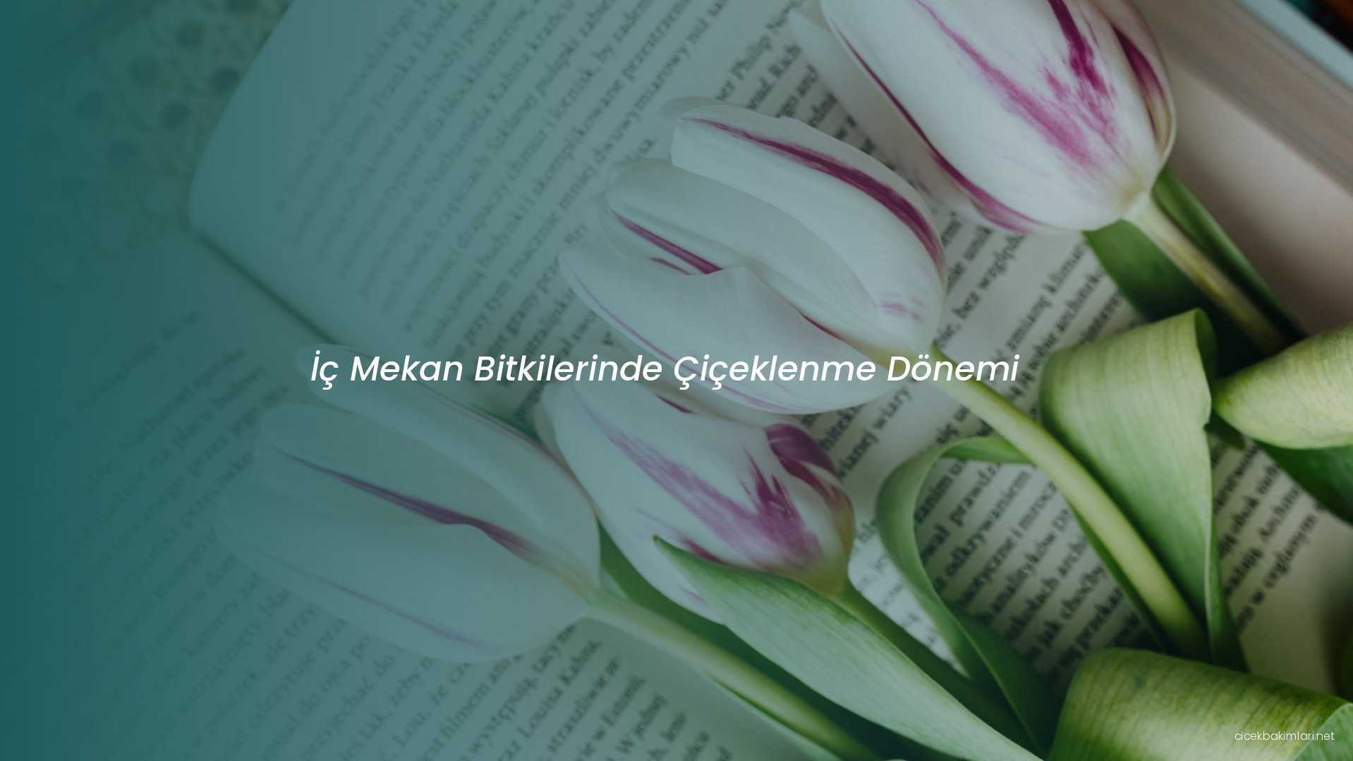 İç Mekan Bitkilerinde Çiçeklenme Dönemi