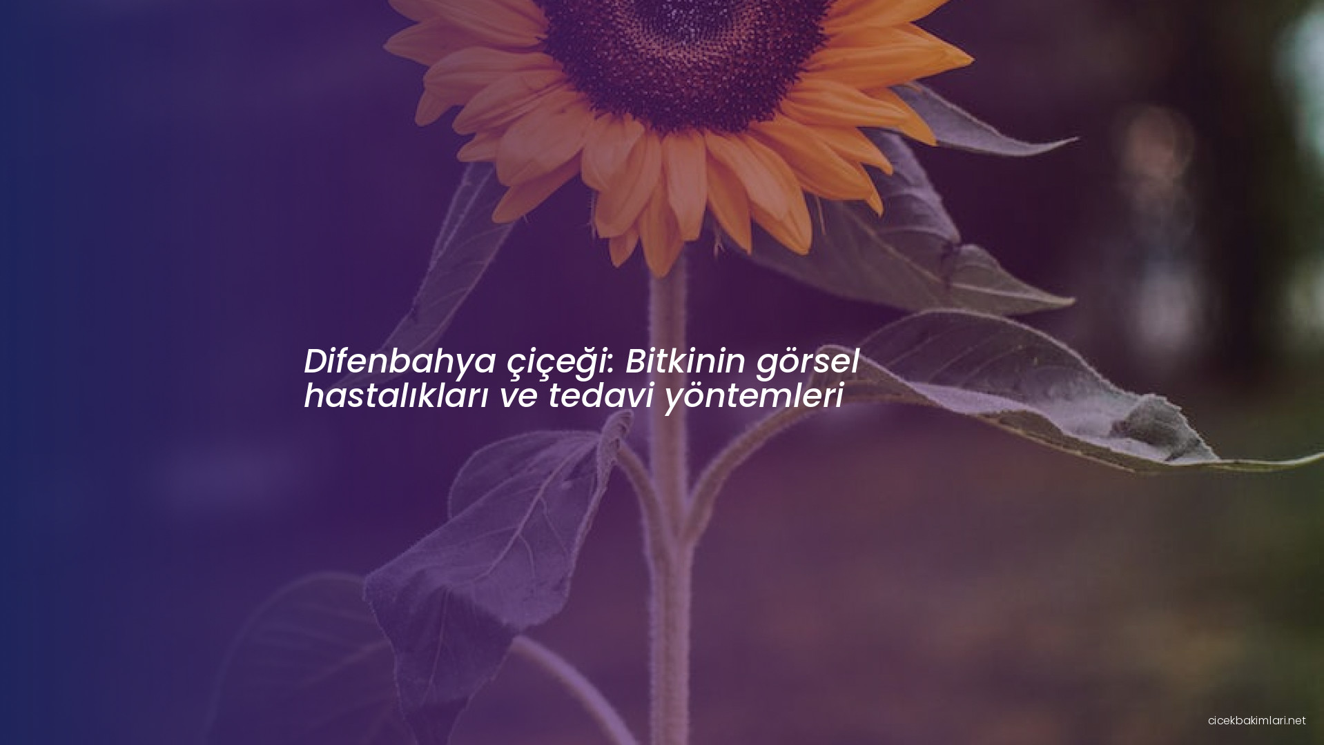 Difenbahya çiçeği: Bitkinin görsel hastalıkları ve tedavi yöntemleri