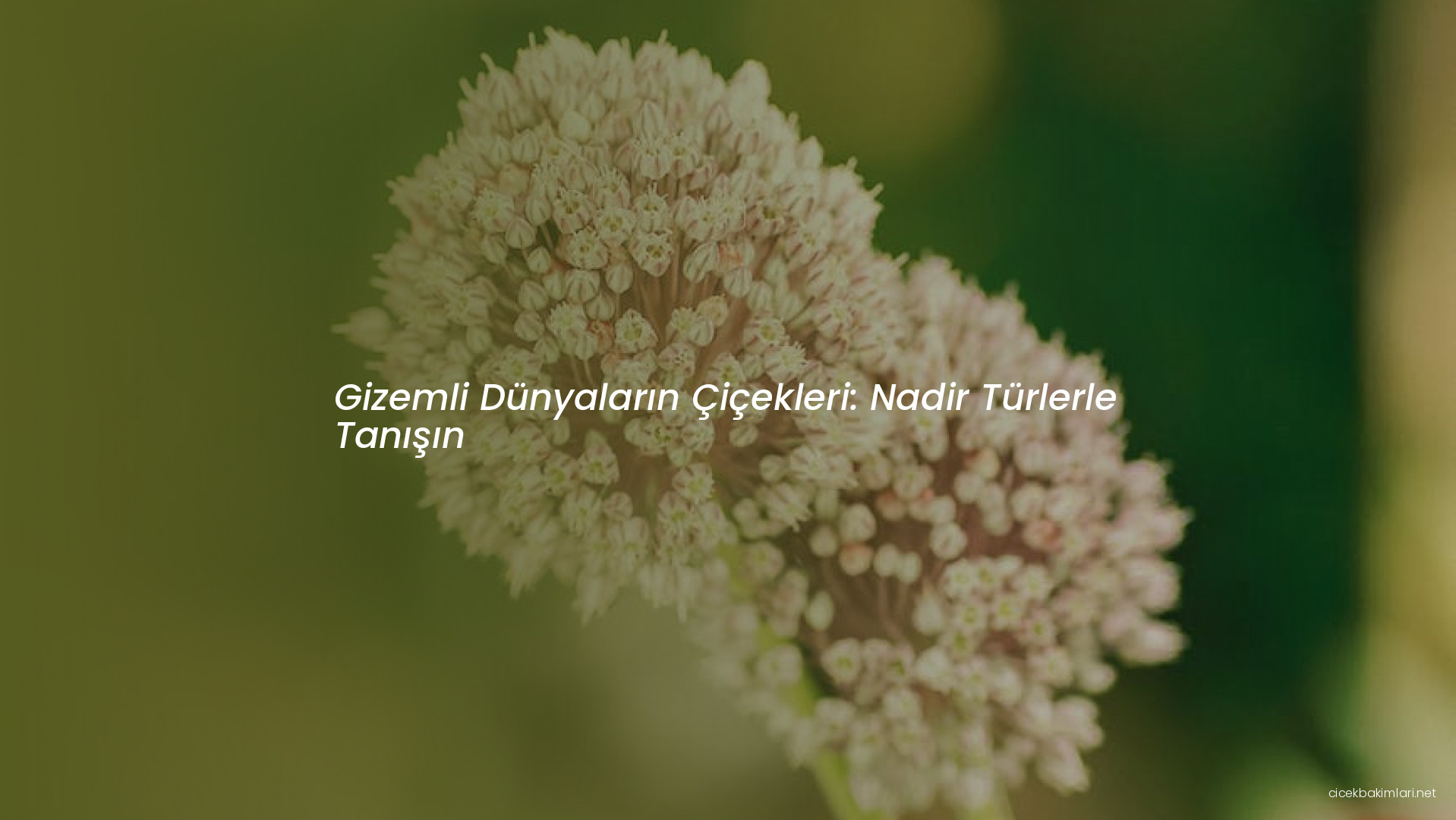 Gizemli Dünyaların Çiçekleri: Nadir Türlerle Tanışın