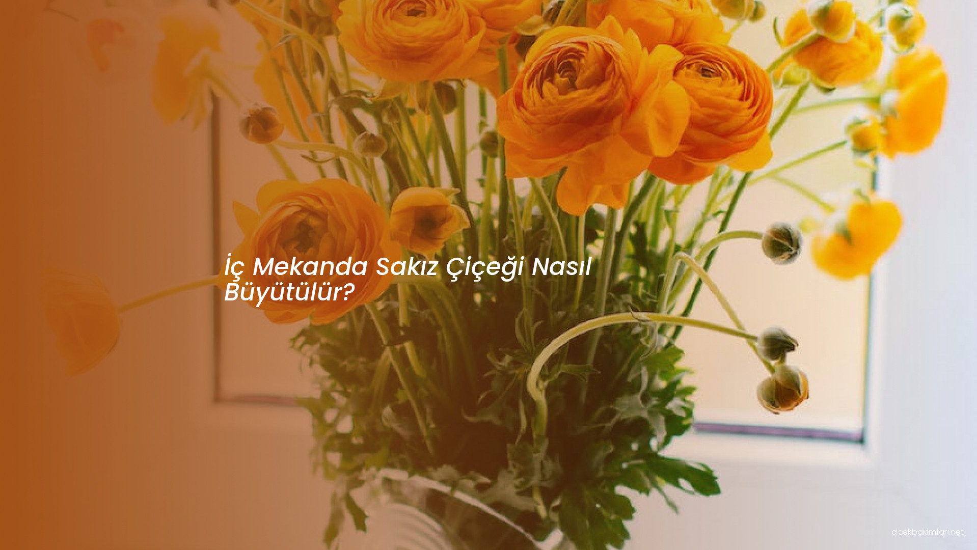 İç Mekanda Sakız Çiçeği Nasıl Büyütülür?