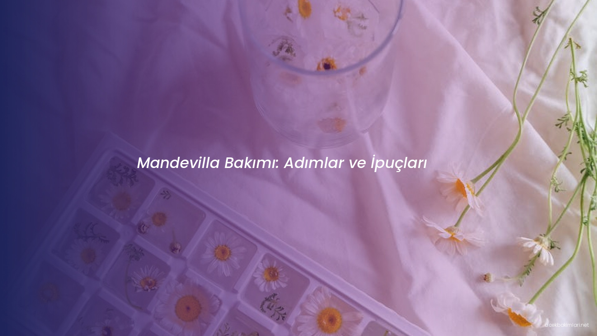 Mandevilla Bakımı: Adımlar ve İpuçları