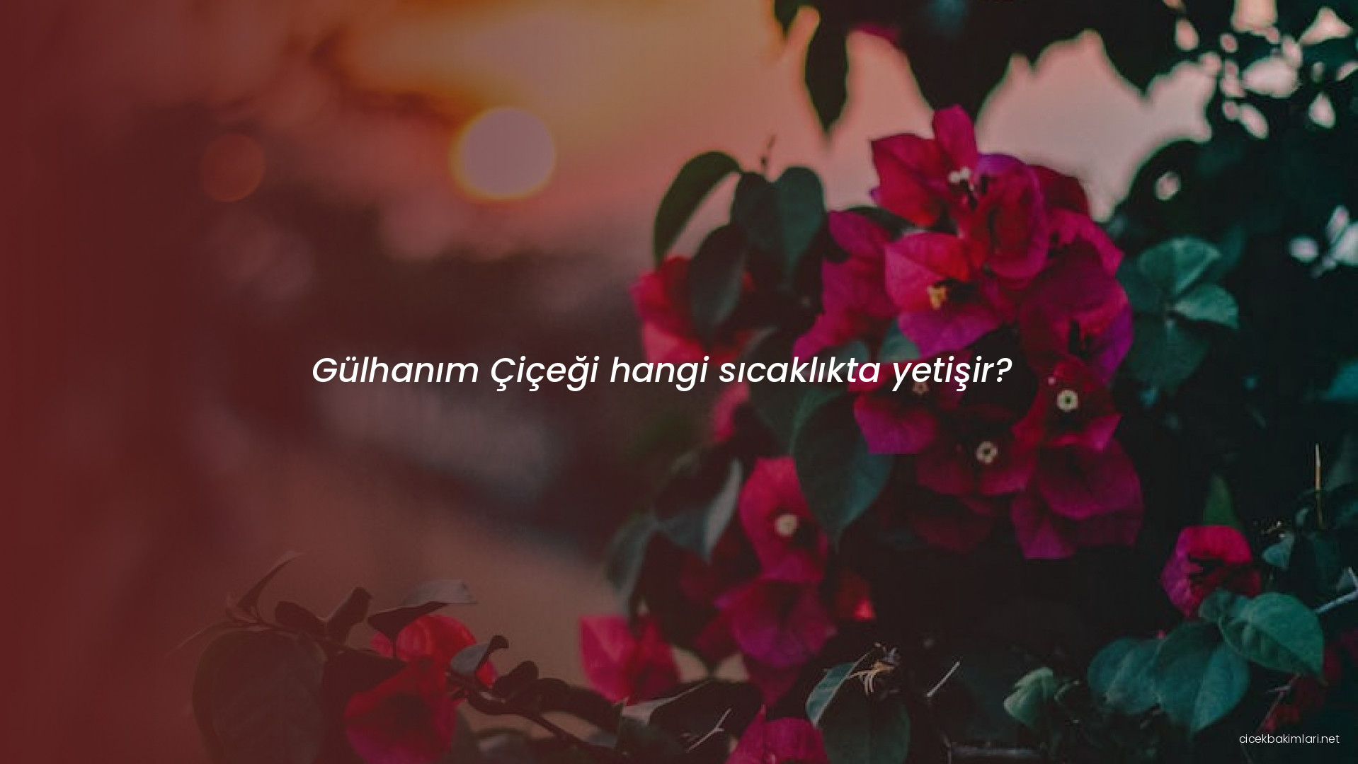 Gülhanım Çiçeği hangi sıcaklıkta yetişir?