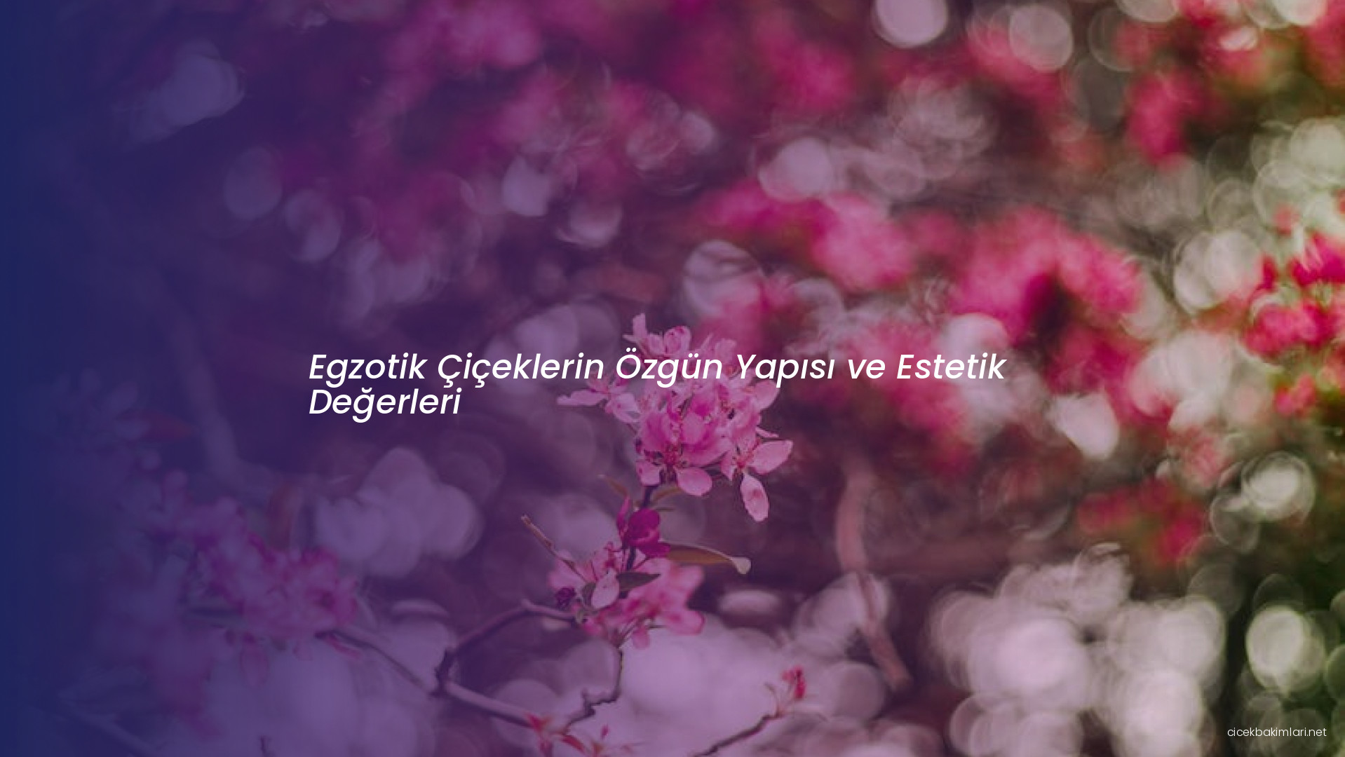 Egzotik Çiçeklerin Özgün Yapısı ve Estetik Değerleri