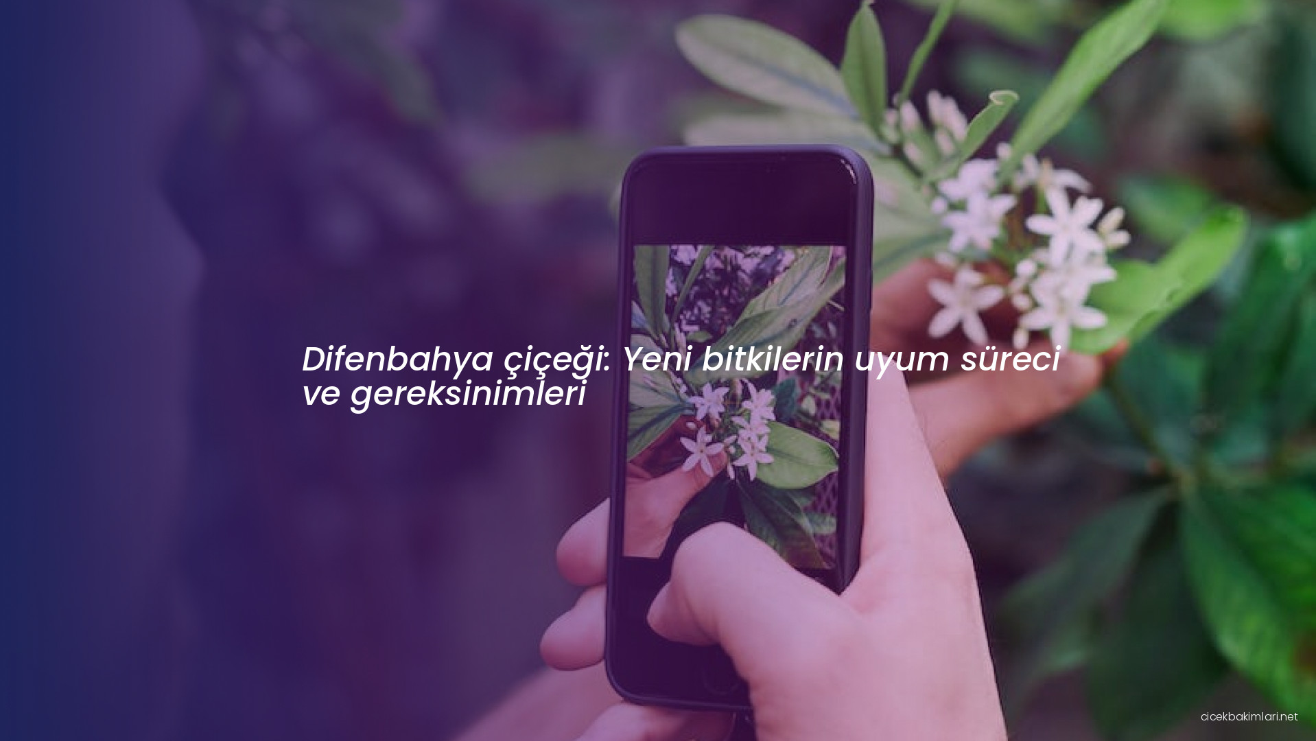 Difenbahya çiçeği: Yeni bitkilerin uyum süreci ve gereksinimleri