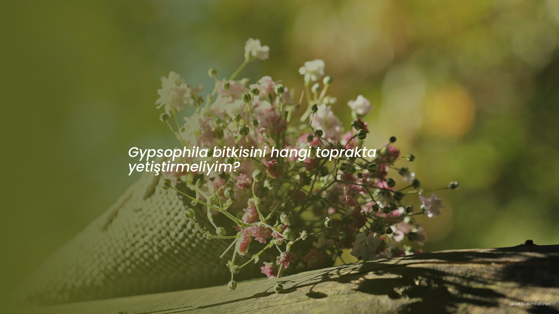 Gypsophila bitkisini hangi toprakta yetiştirmeliyim?