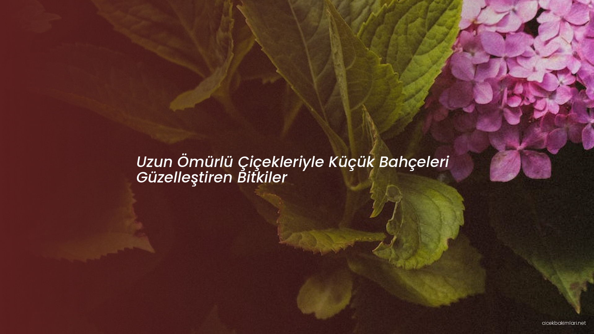 Uzun Ömürlü Çiçekleriyle Küçük Bahçeleri Güzelleştiren Bitkiler