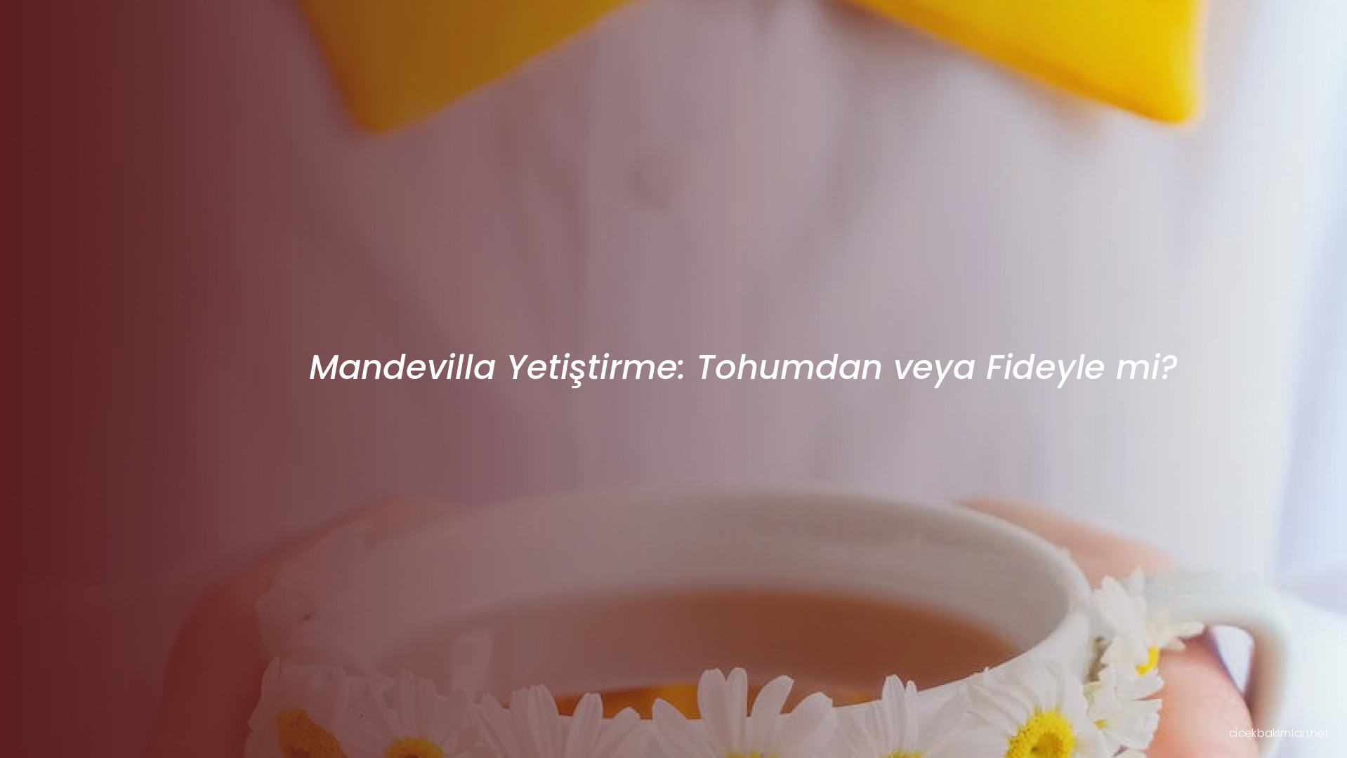 Mandevilla Yetiştirme: Tohumdan veya Fideyle mi?