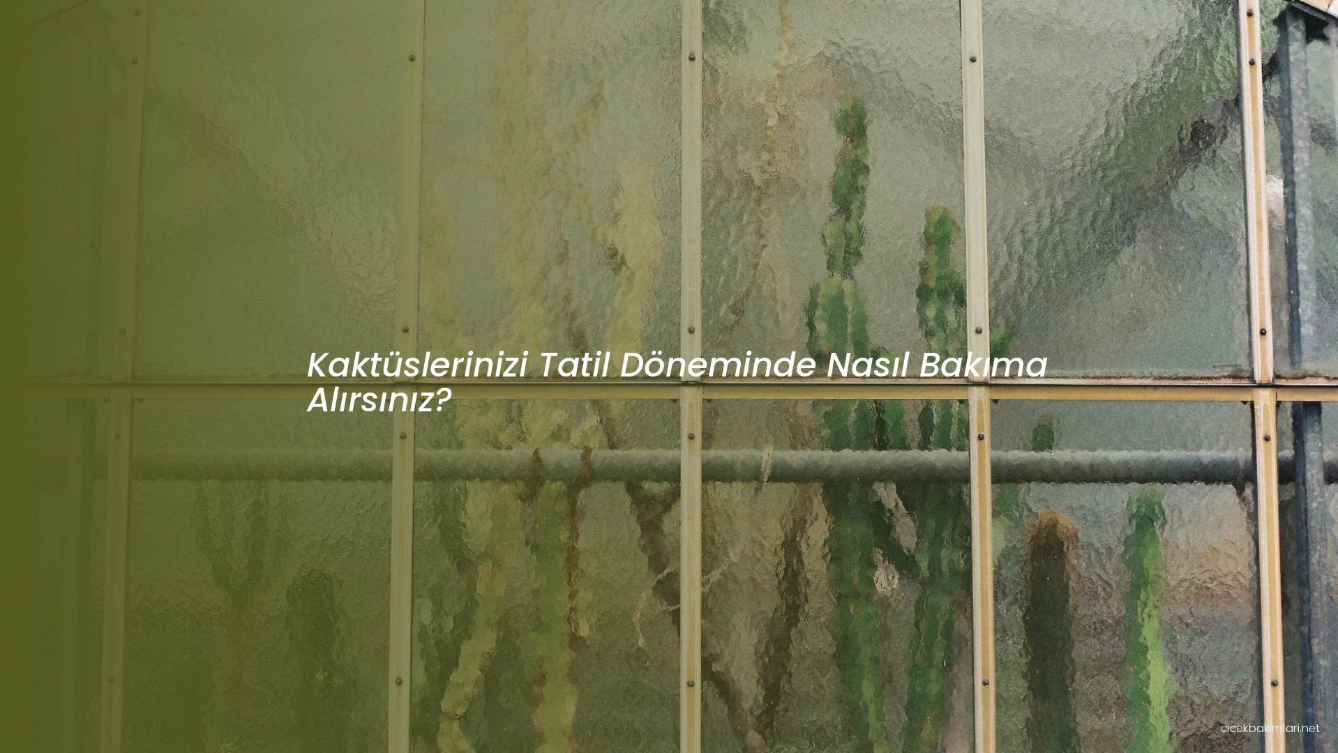 Kaktüslerinizi Tatil Döneminde Nasıl Bakıma Alırsınız?