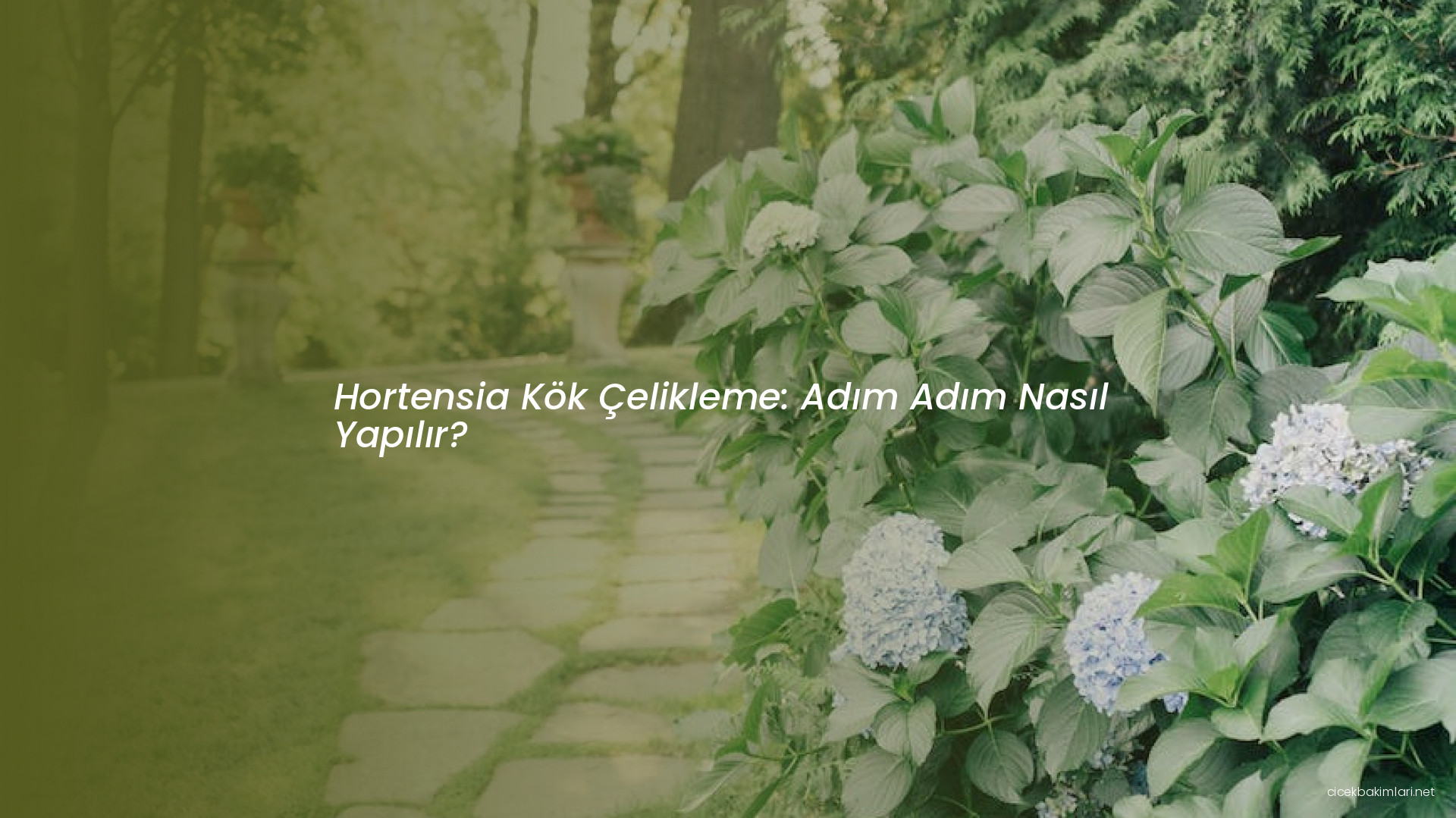 Hortensia Kök Çelikleme: Adım Adım Nasıl Yapılır?