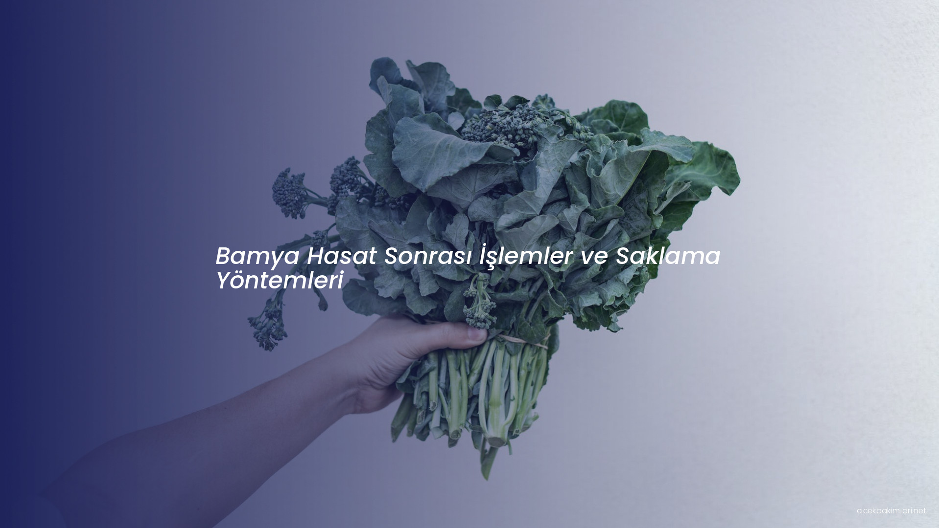 Bamya Hasat Sonrası İşlemler ve Saklama Yöntemleri