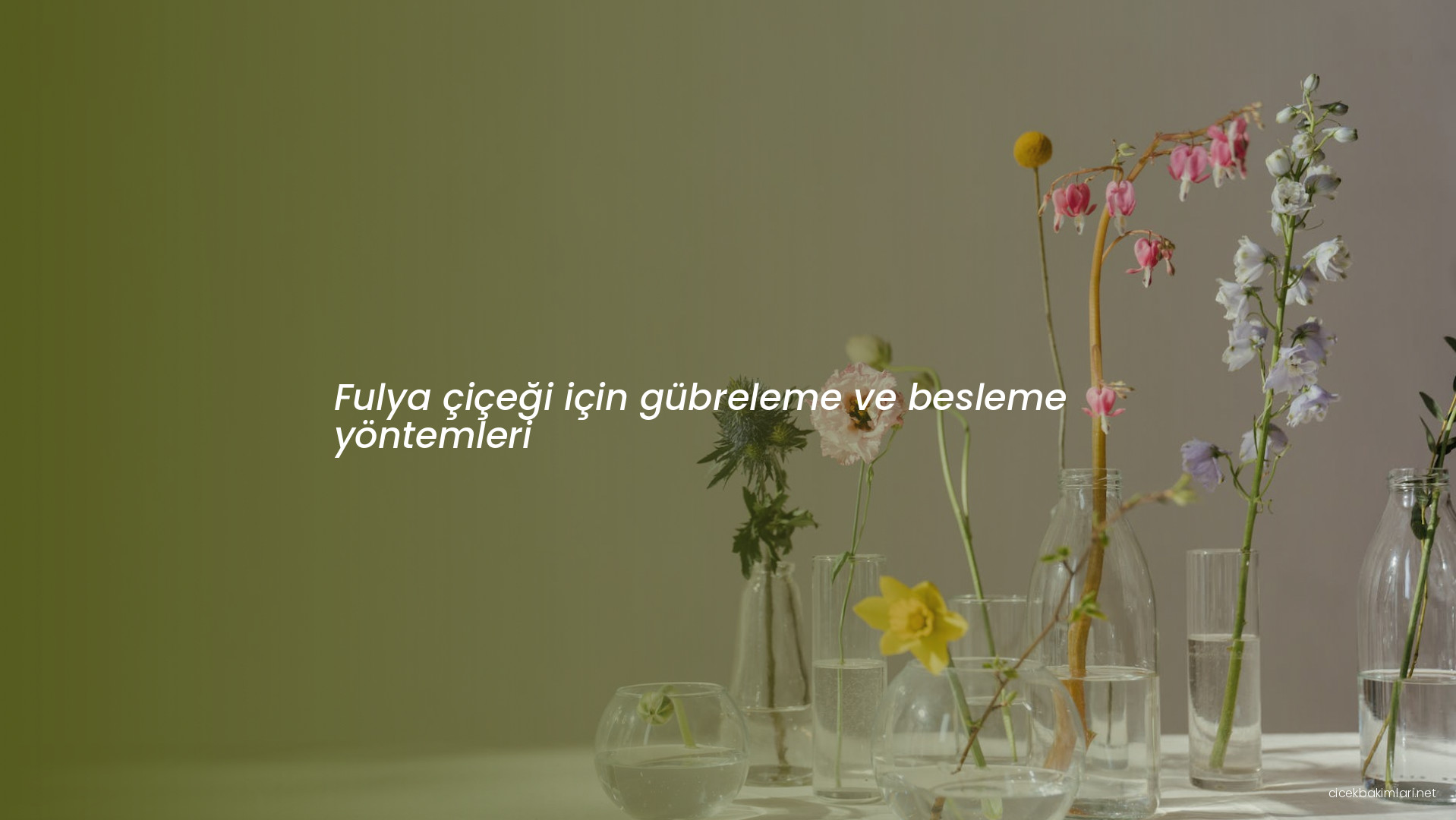 Fulya çiçeği için gübreleme ve besleme yöntemleri