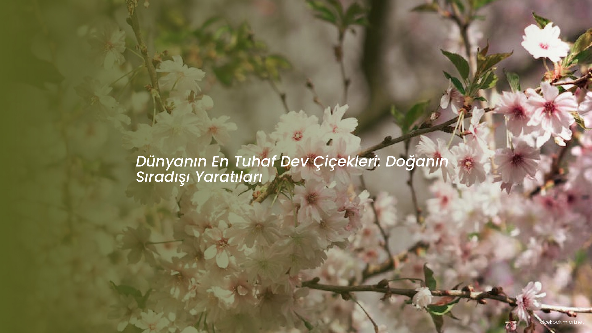 Dünyanın En Tuhaf Dev Çiçekleri: Doğanın Sıradışı Yaratıları