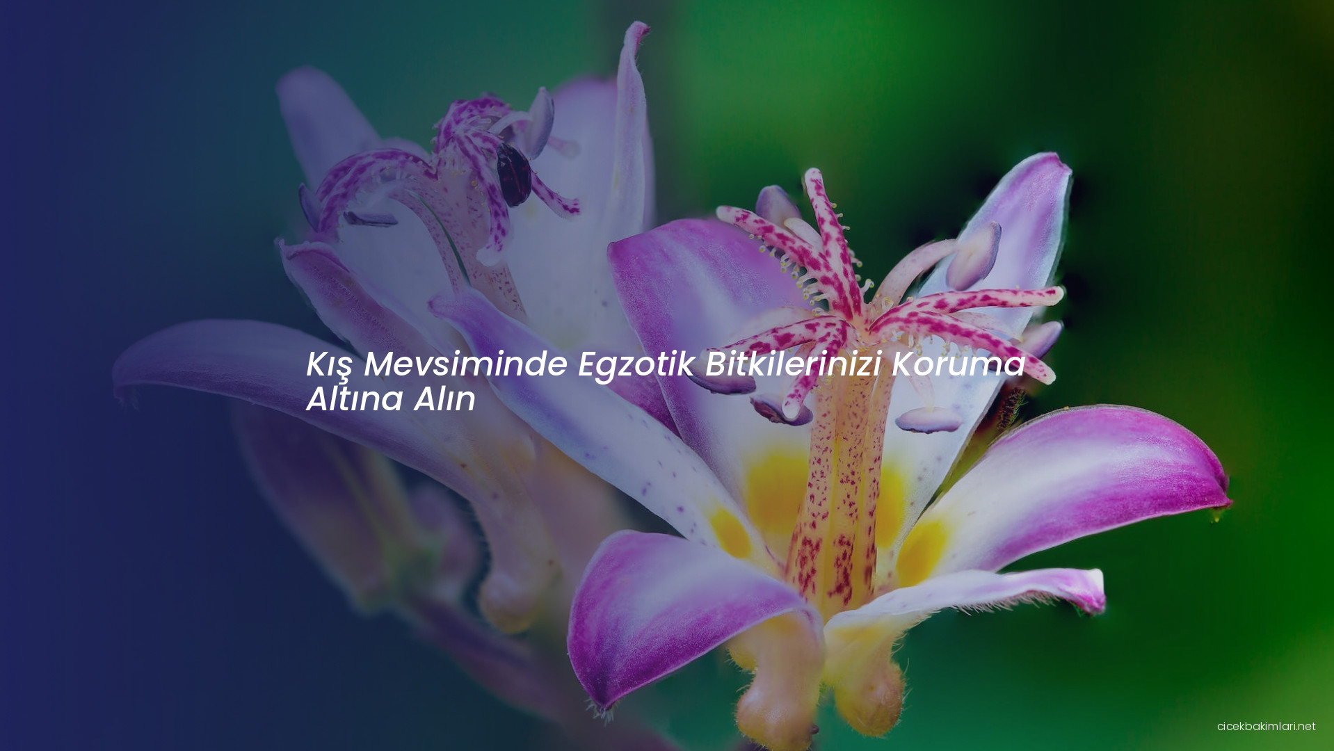 Kış Mevsiminde Egzotik Bitkilerinizi Koruma Altına Alın