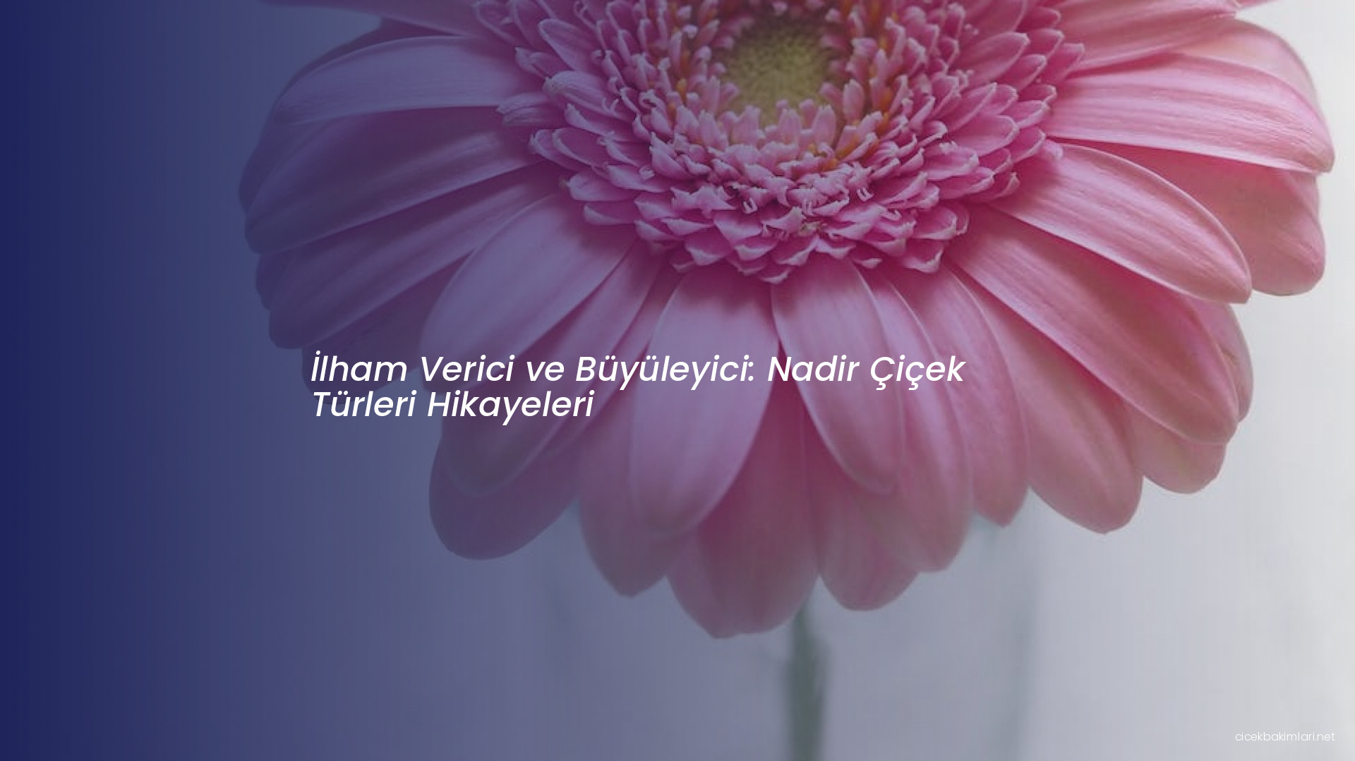 İlham Verici ve Büyüleyici: Nadir Çiçek Türleri Hikayeleri