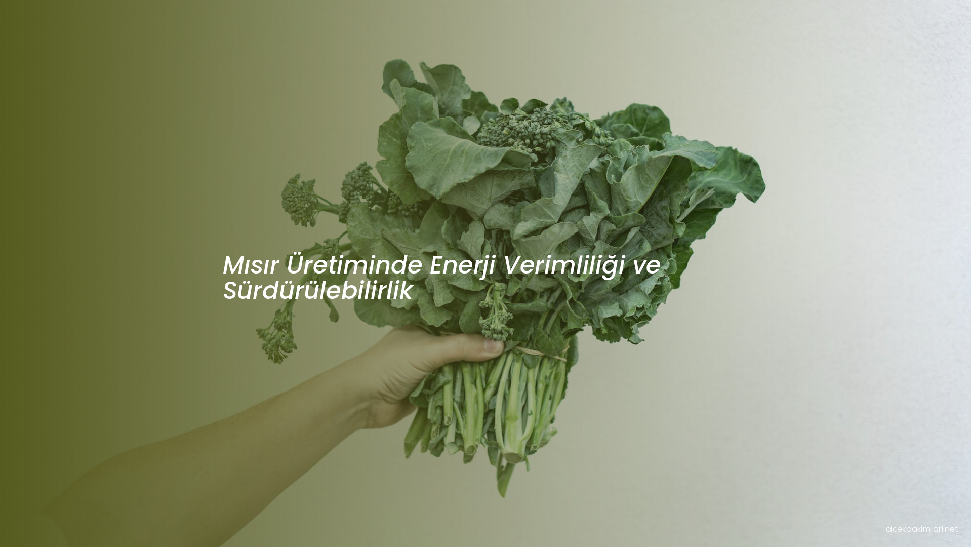 Mısır Üretiminde Enerji Verimliliği ve Sürdürülebilirlik