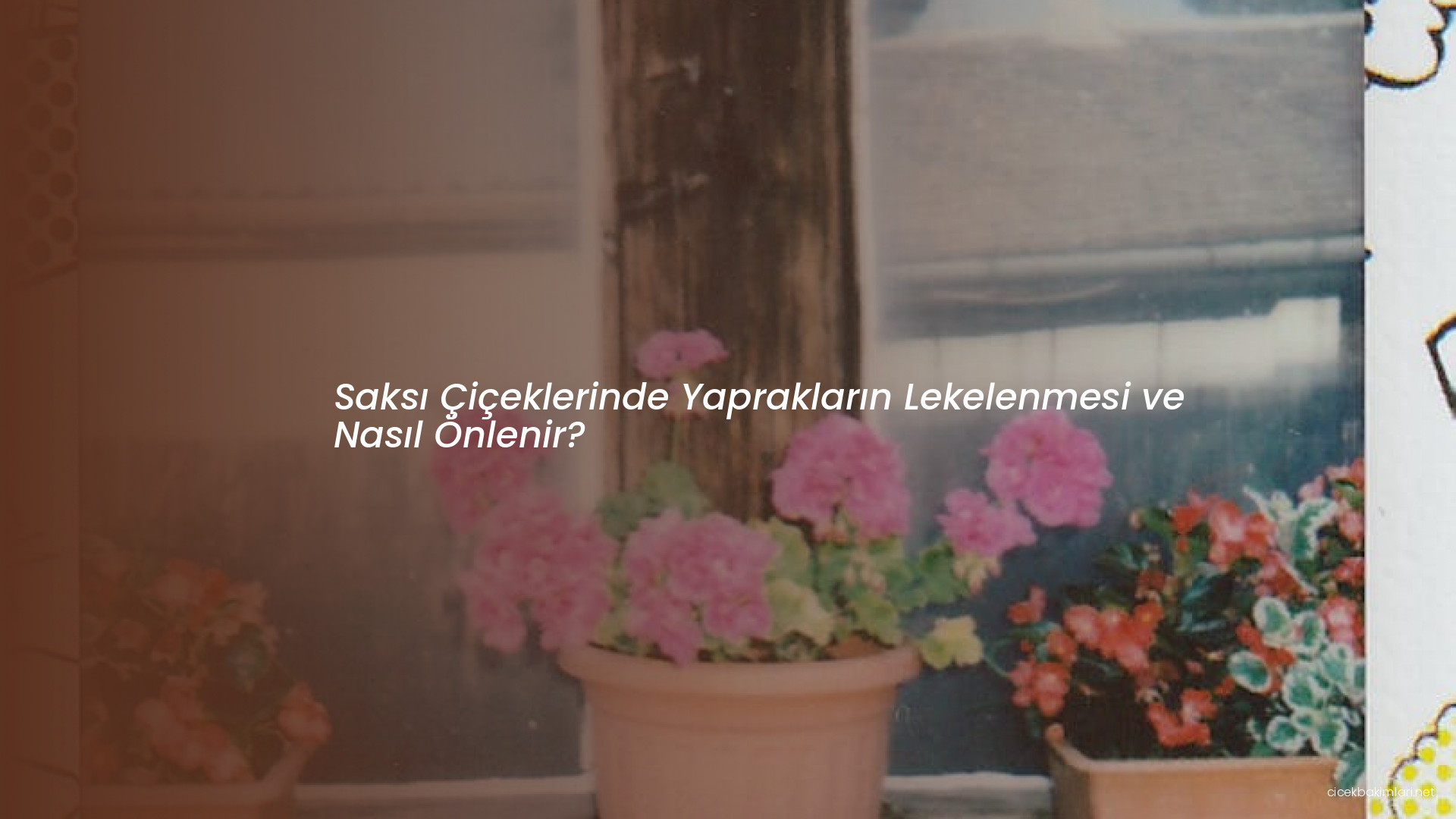 Saksı Çiçeklerinde Yaprakların Lekelenmesi ve Nasıl Önlenir?