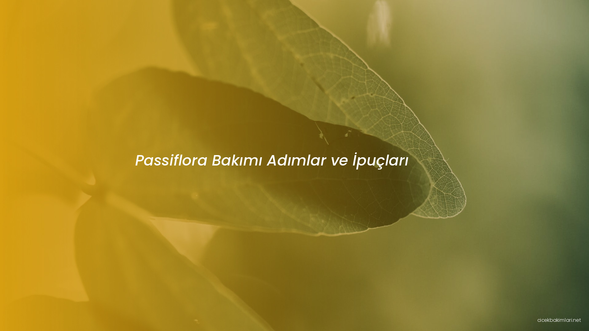 Passiflora Bakımı Adımlar ve İpuçları