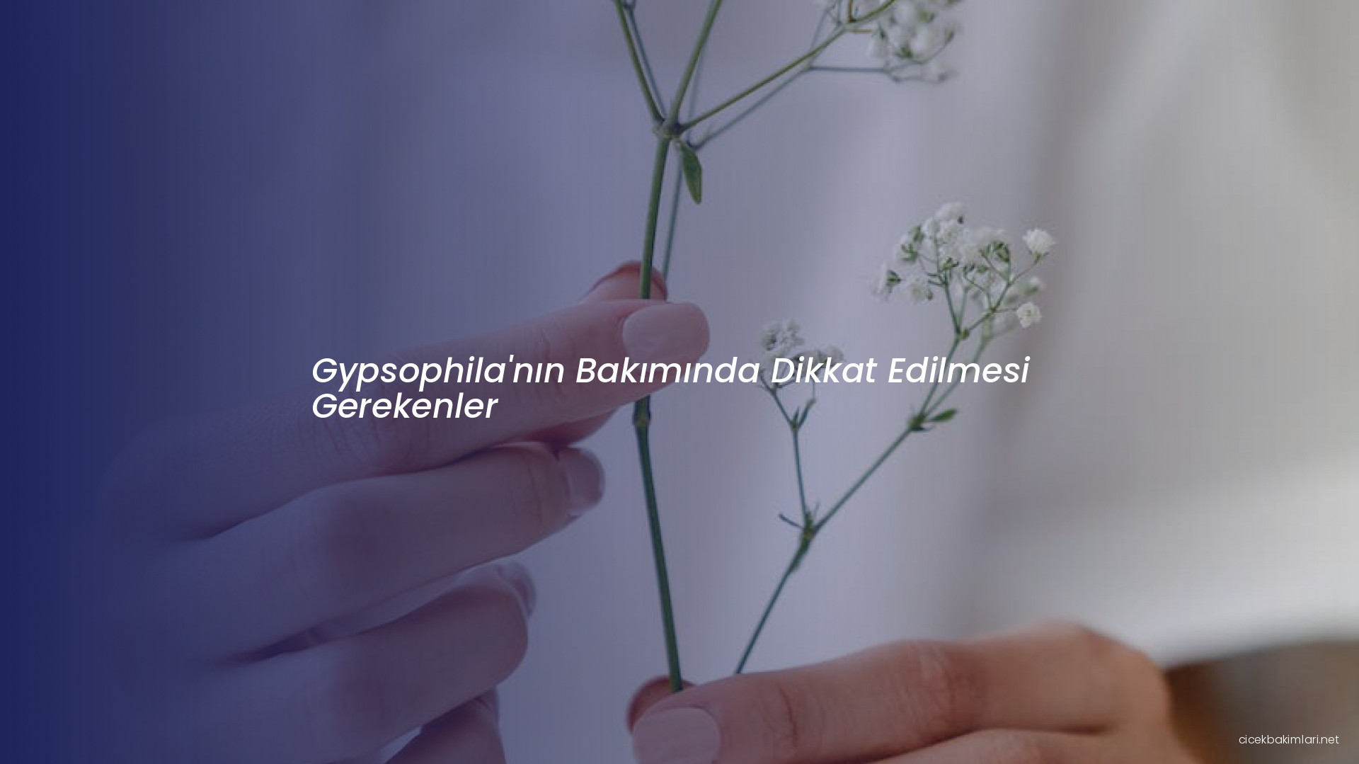 Gypsophila'nın Bakımında Dikkat Edilmesi Gerekenler