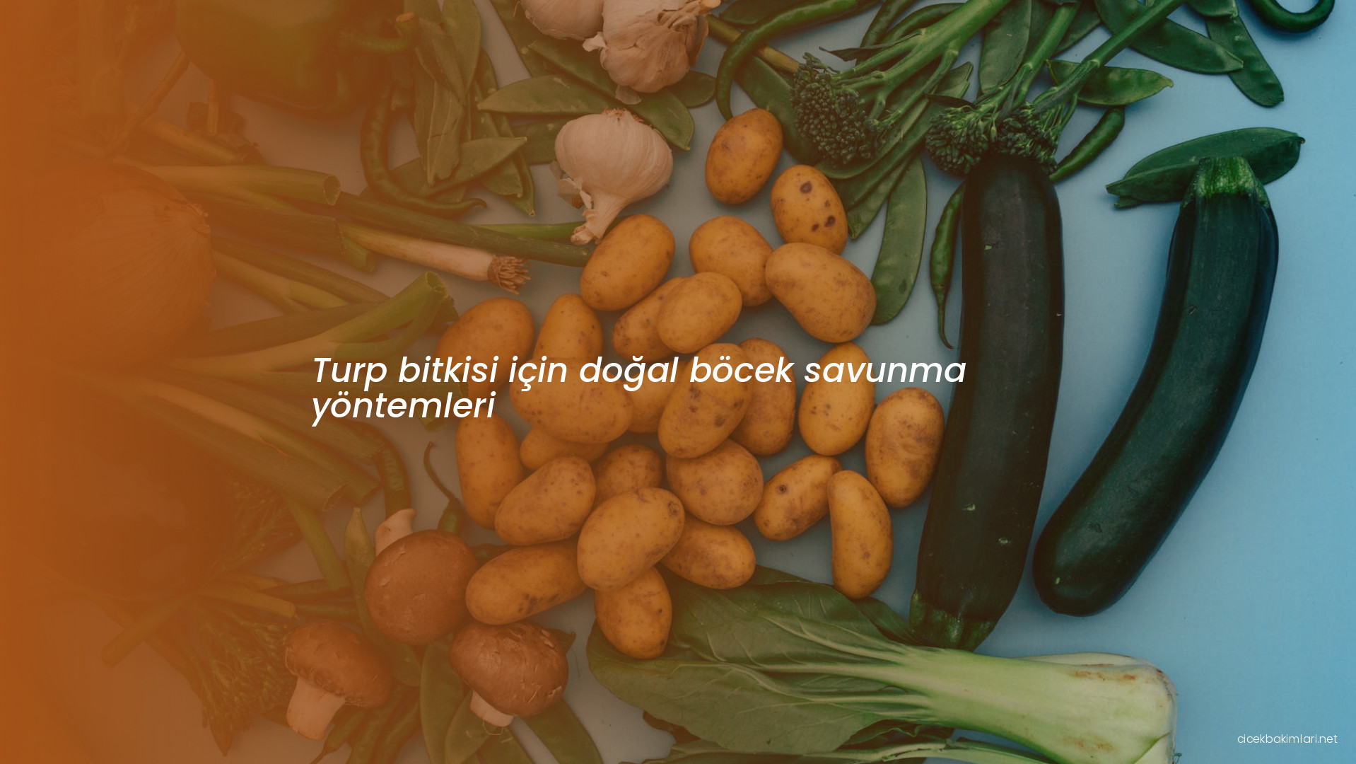 Turp bitkisi için doğal böcek savunma yöntemleri