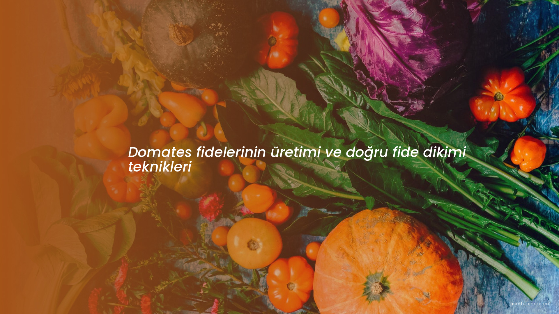 Domates fidelerinin üretimi ve doğru fide dikimi teknikleri