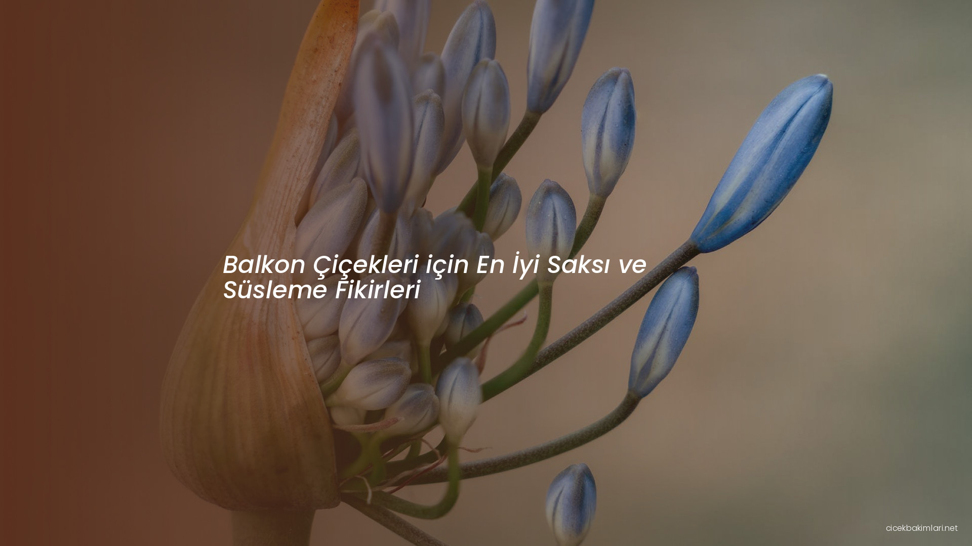 Balkon Çiçekleri için En İyi Saksı ve Süsleme Fikirleri