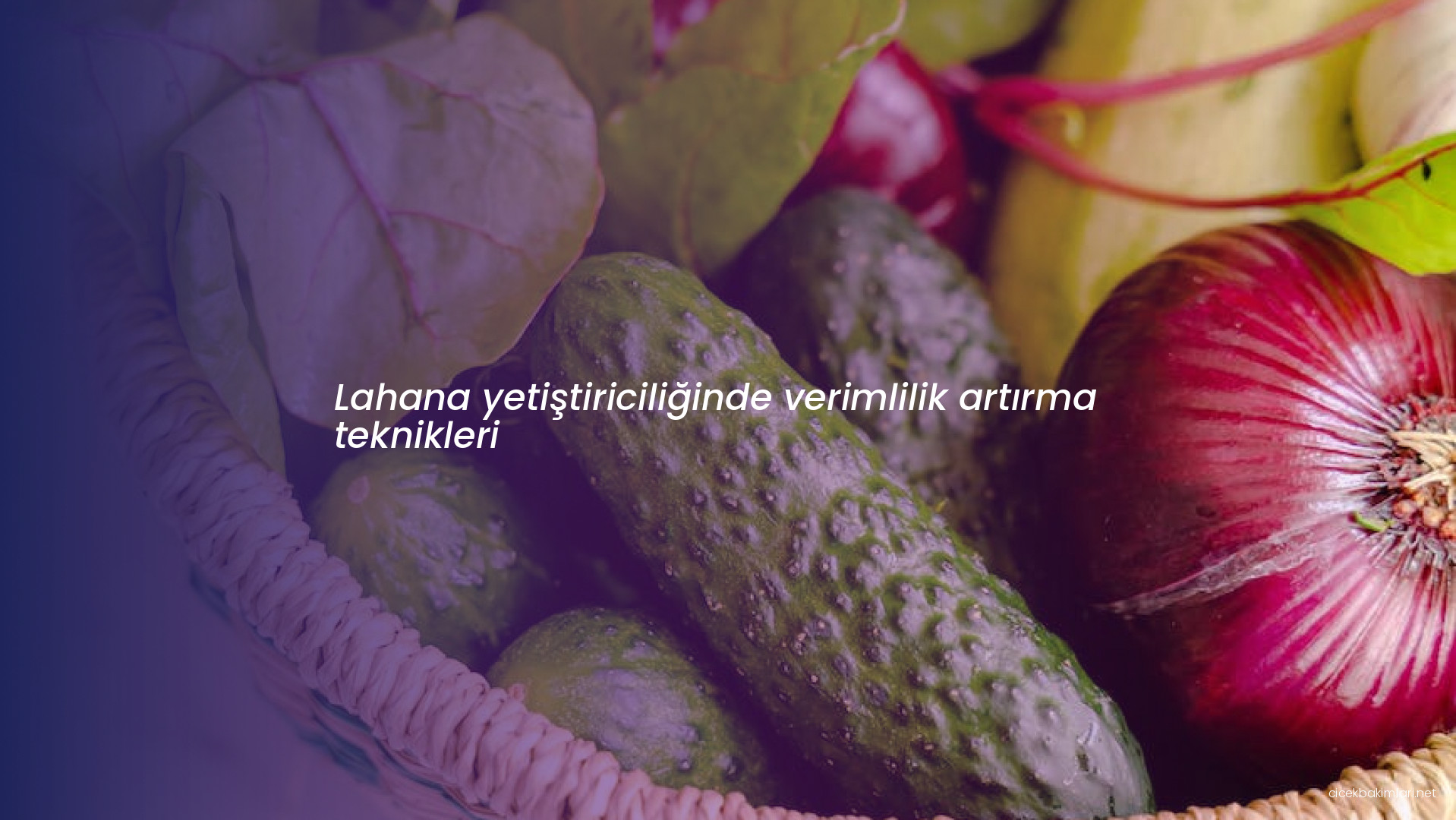 Lahana yetiştiriciliğinde verimlilik artırma teknikleri