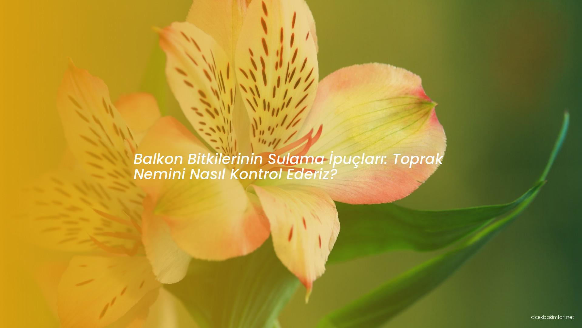 Balkon Bitkilerinin Sulama İpuçları: Toprak Nemini Nasıl Kontrol Ederiz?