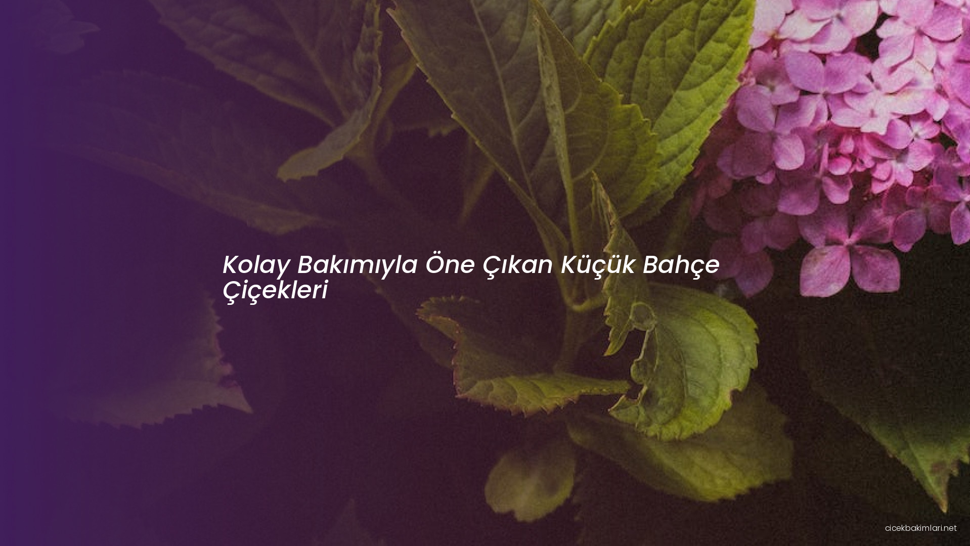 Kolay Bakımıyla Öne Çıkan Küçük Bahçe Çiçekleri