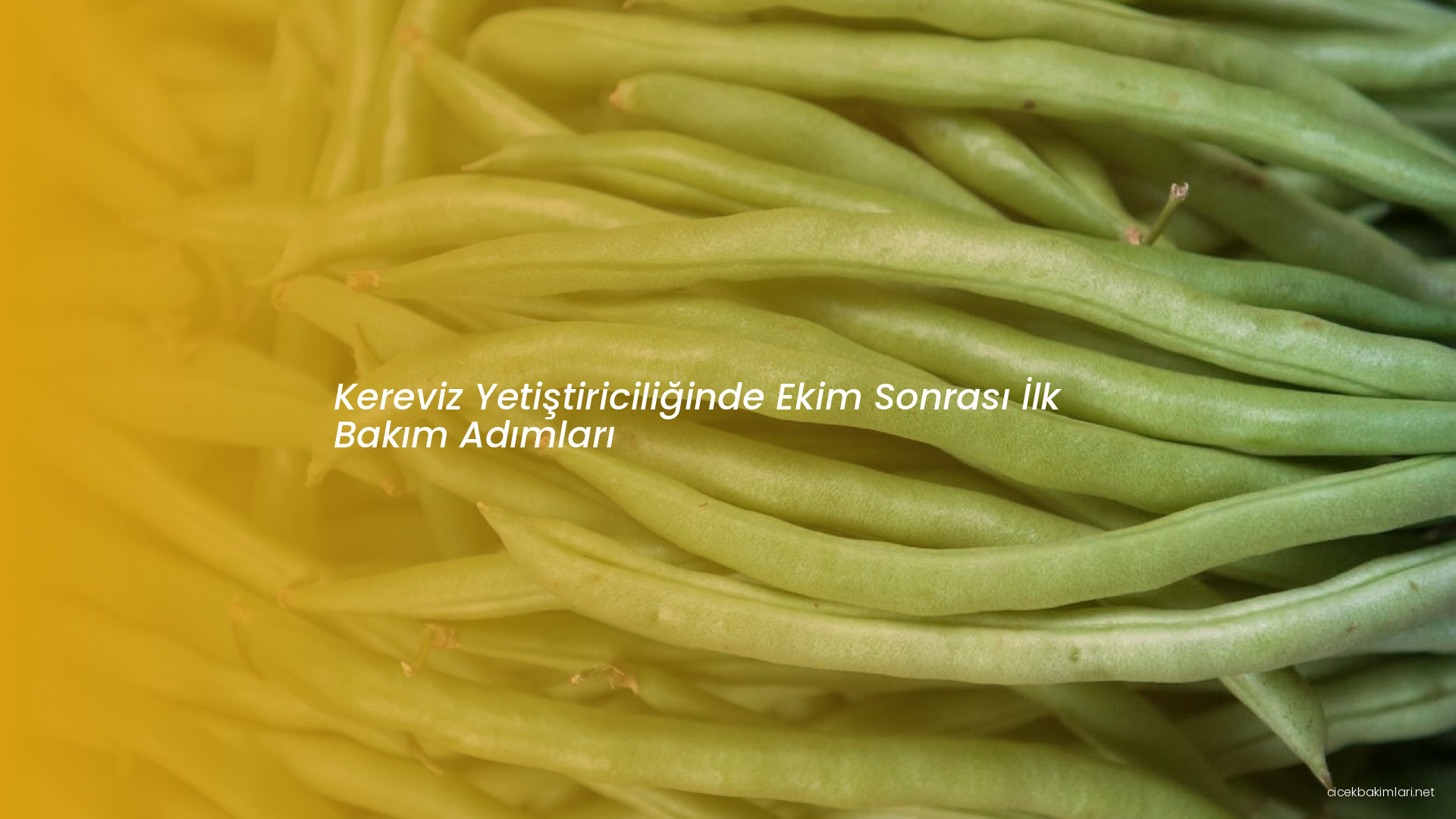 Kereviz Yetiştiriciliğinde Ekim Sonrası İlk Bakım Adımları